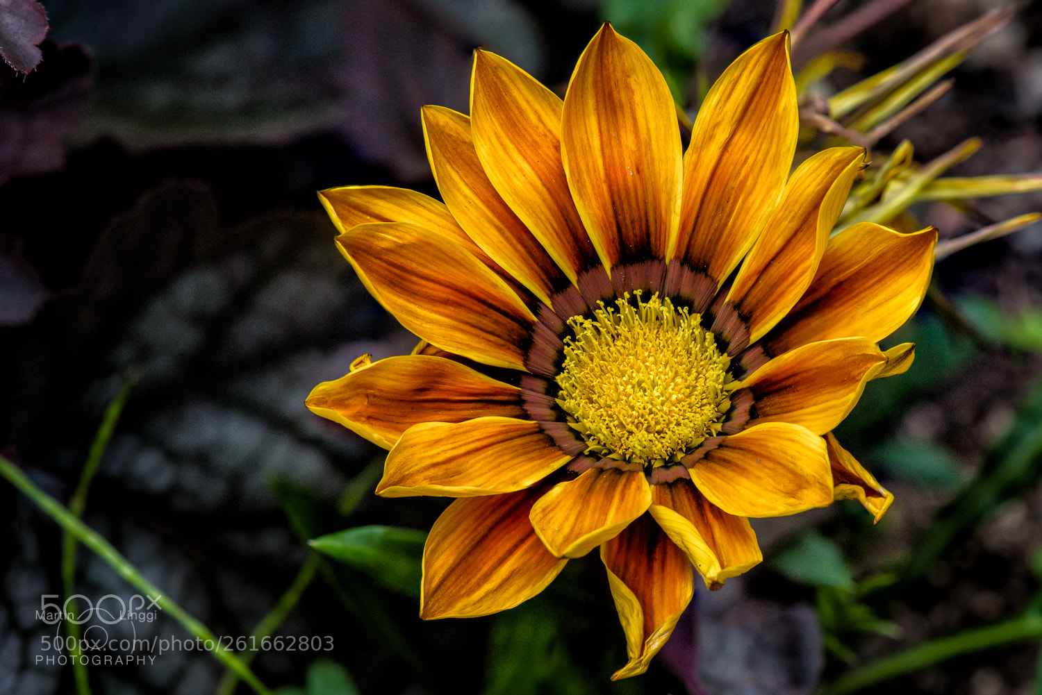 Nikon D750 sample photo. Flower photography