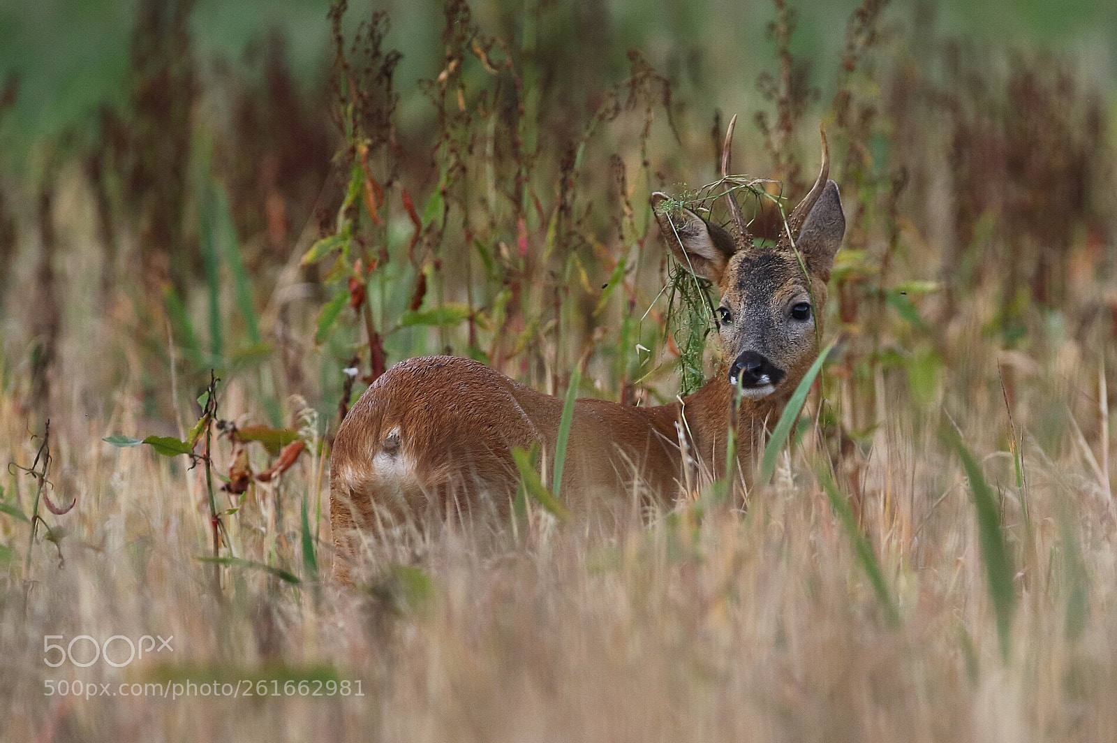 Canon EOS 7D Mark II sample photo. Brocard en herbe photography