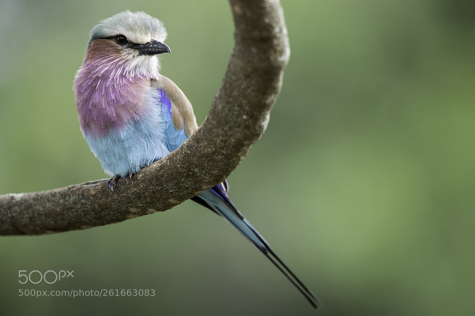 Canon EOS-1D X Mark II sample photo. Lilac-breasted roller photography
