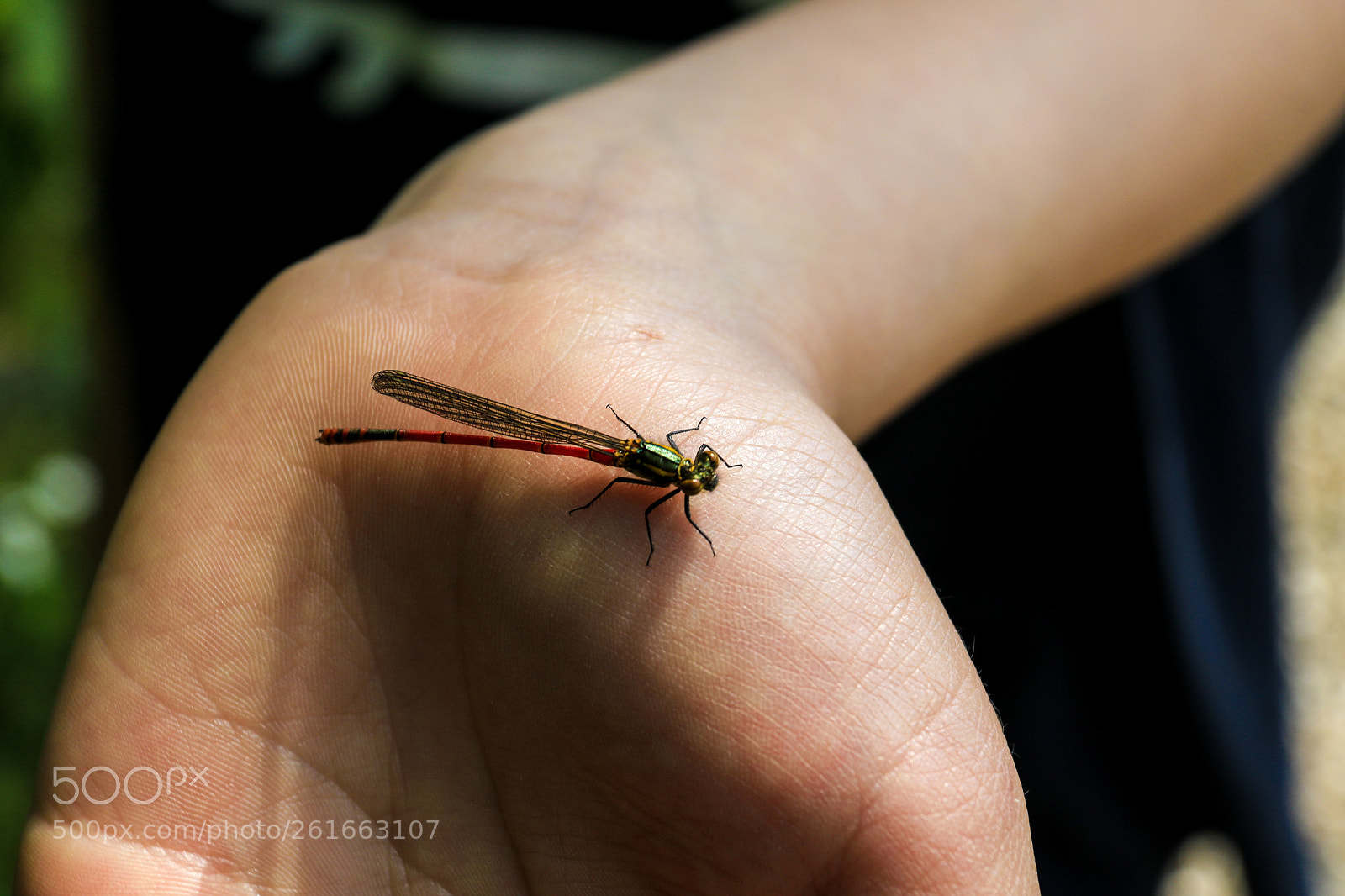 Canon EOS 7D Mark II sample photo. A photography