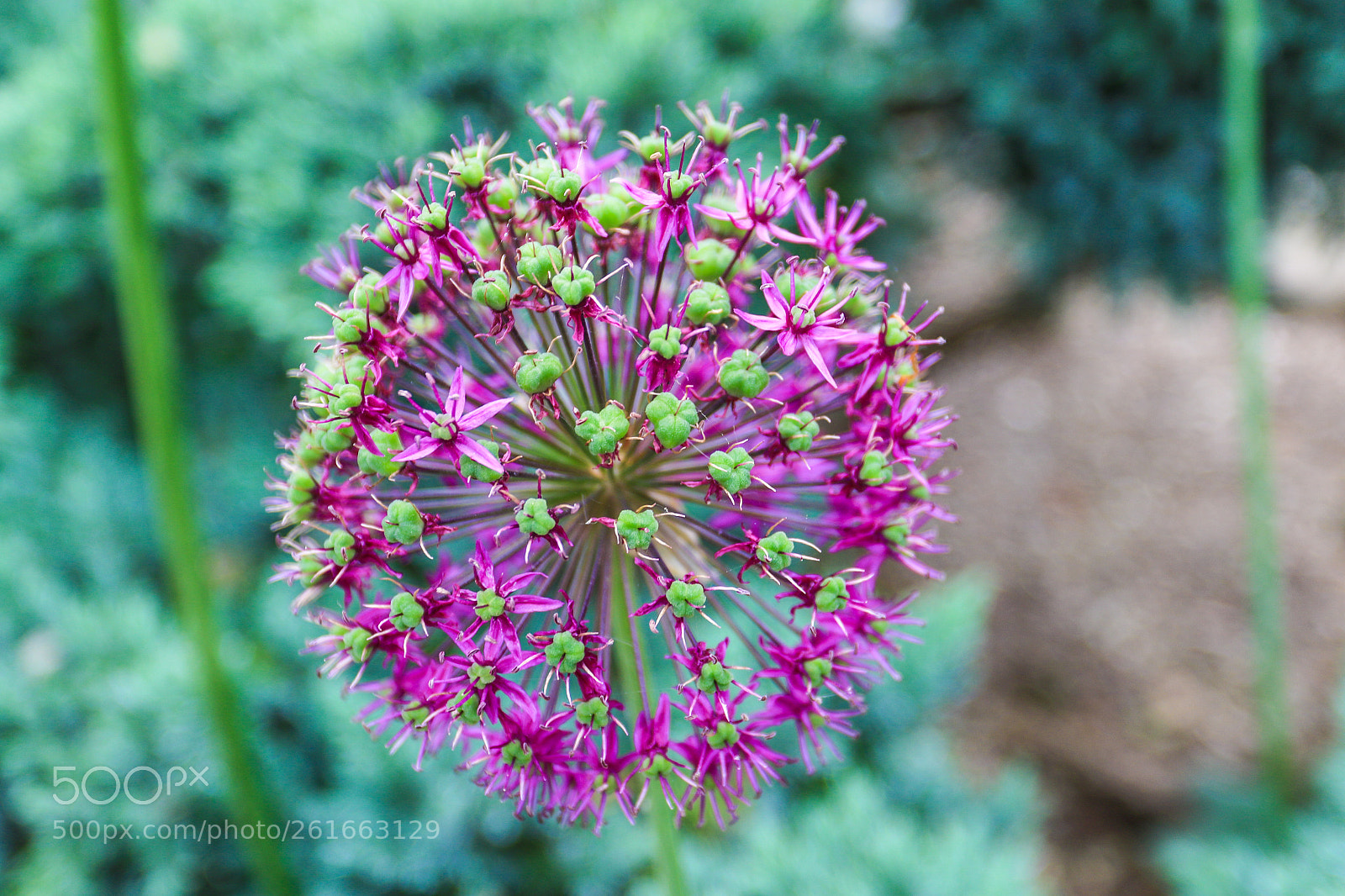 Canon EOS 7D Mark II sample photo. A photography