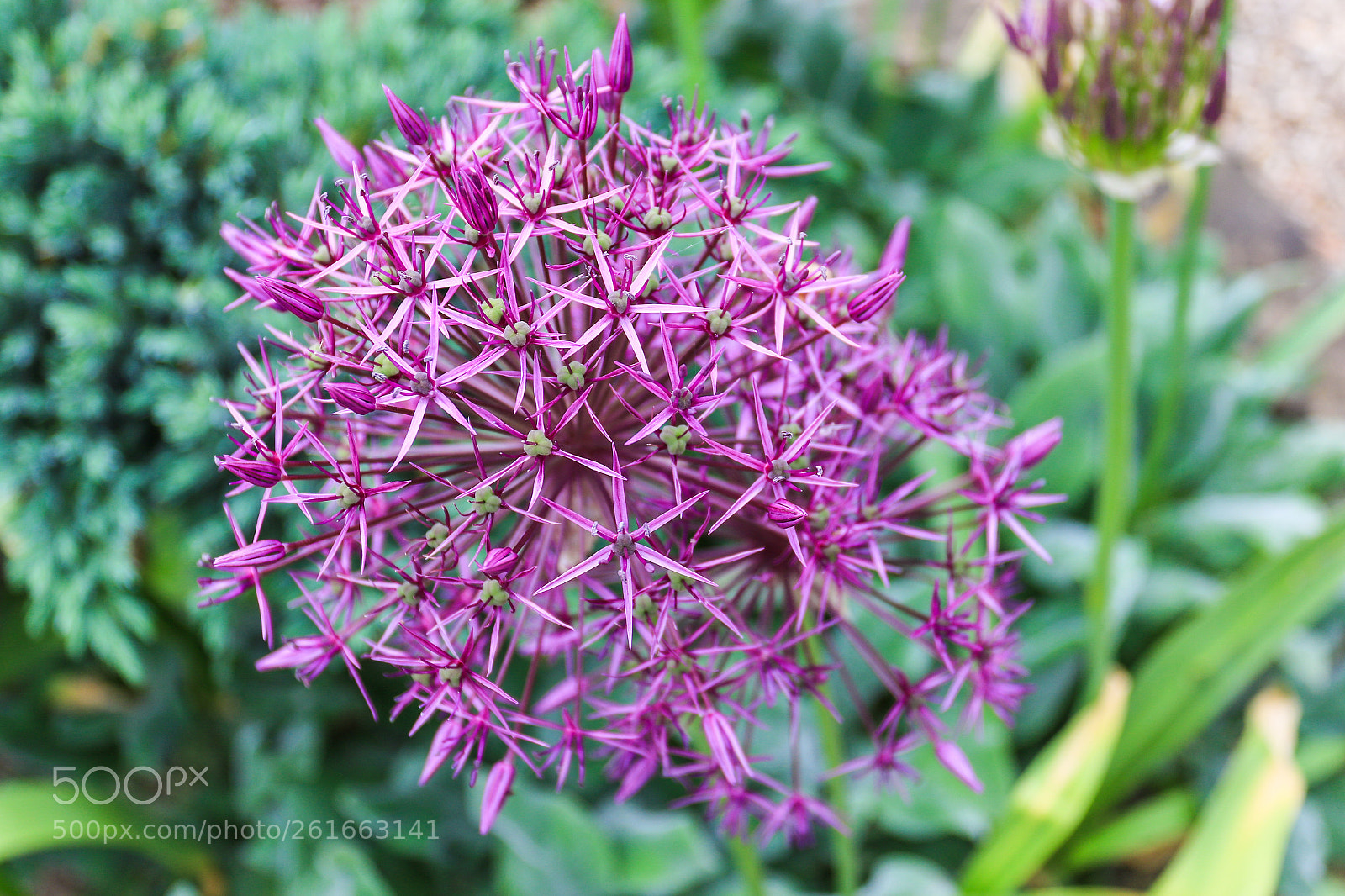 Canon EOS 7D Mark II sample photo. A photography