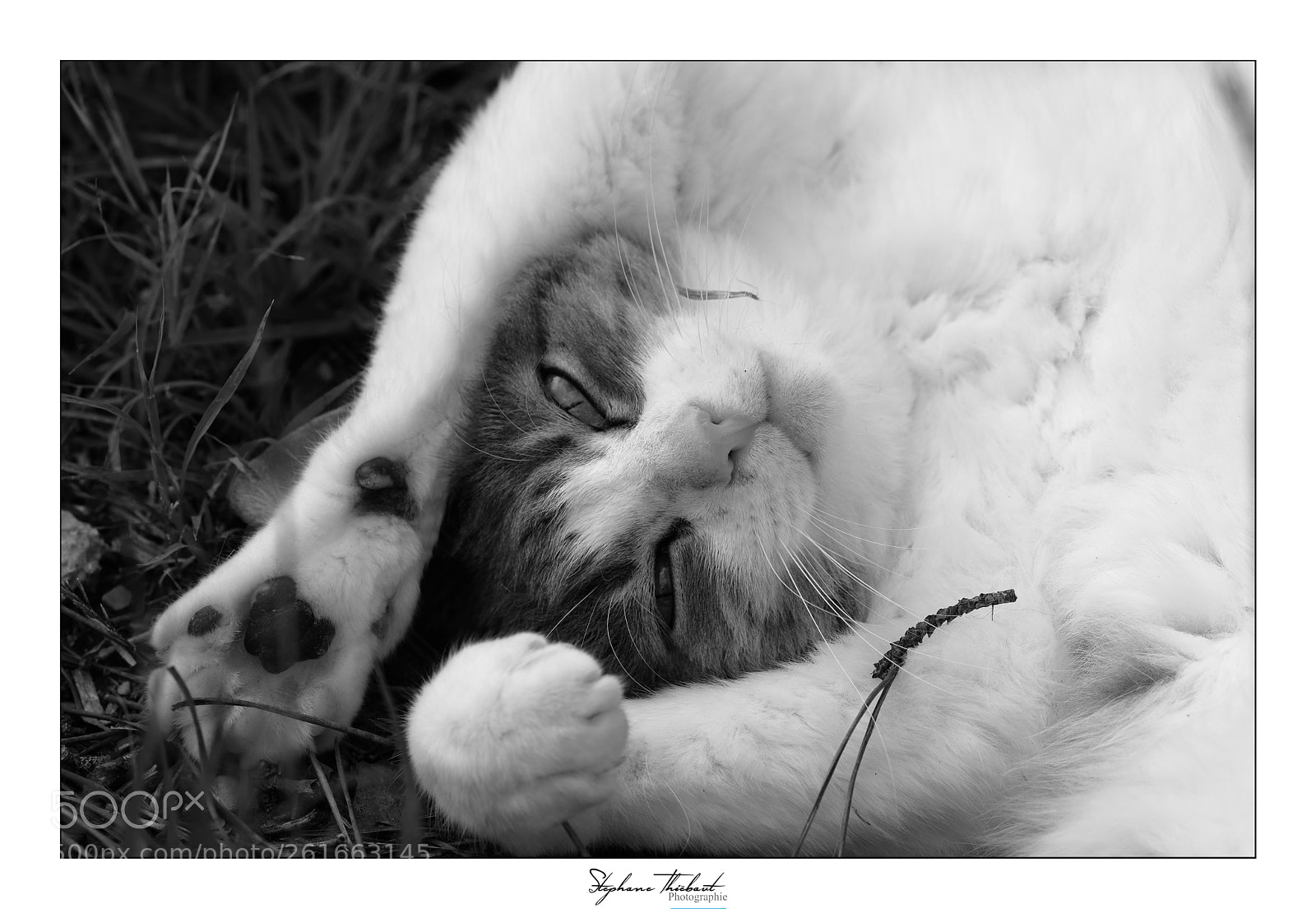 Fujifilm X-T2 sample photo. Haut les pattes ! photography