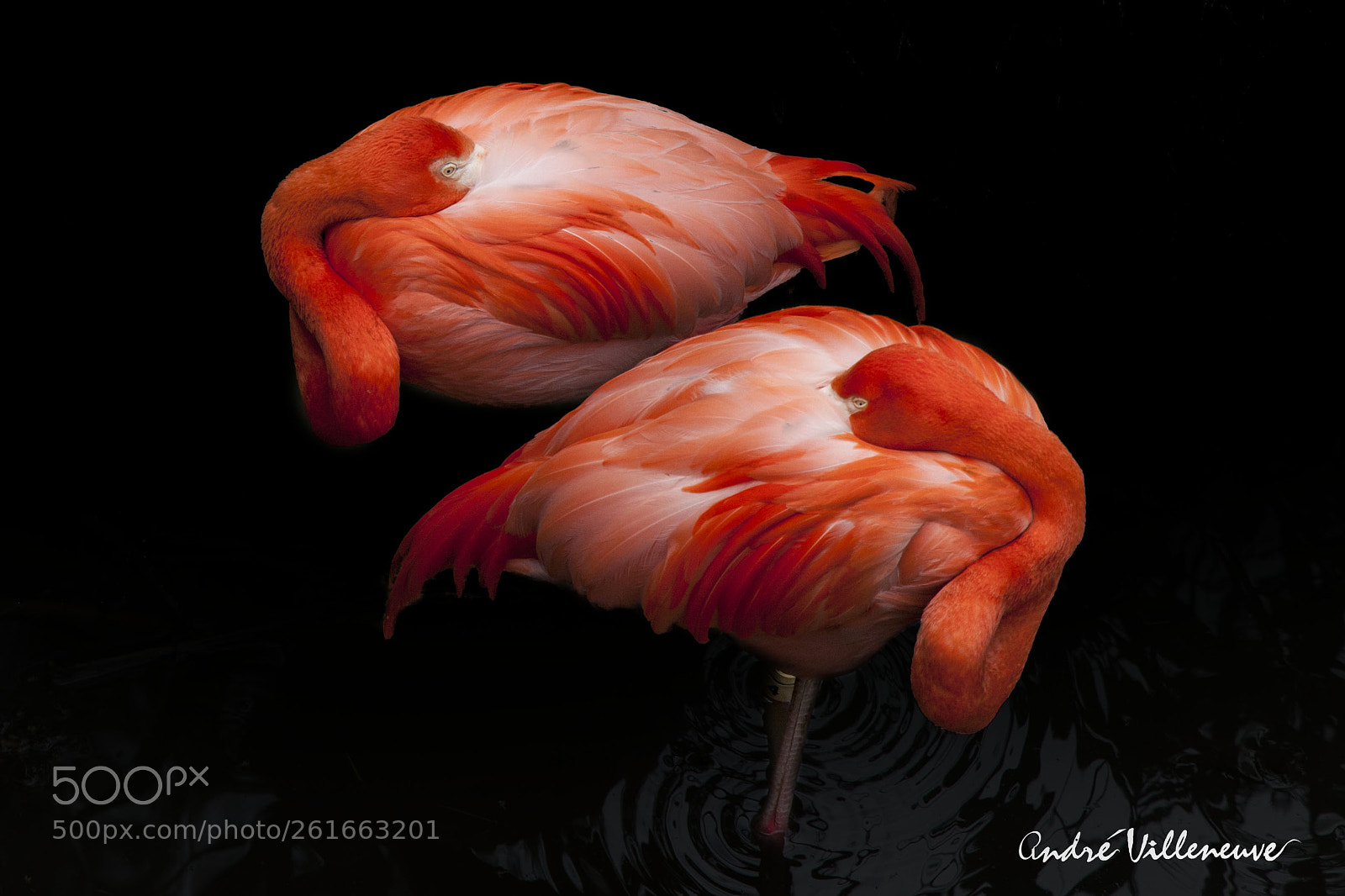 Canon EOS 5D Mark II sample photo. Deux flamands photography