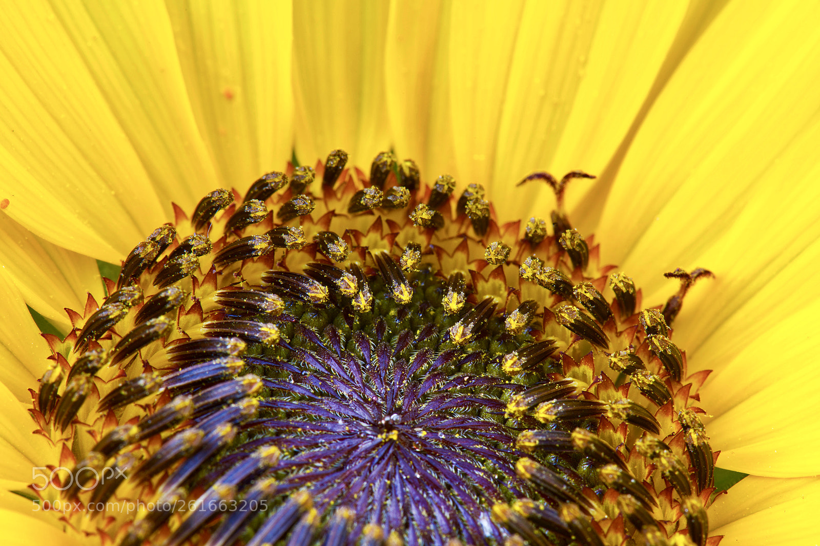 Nikon D850 sample photo. Inner world photography