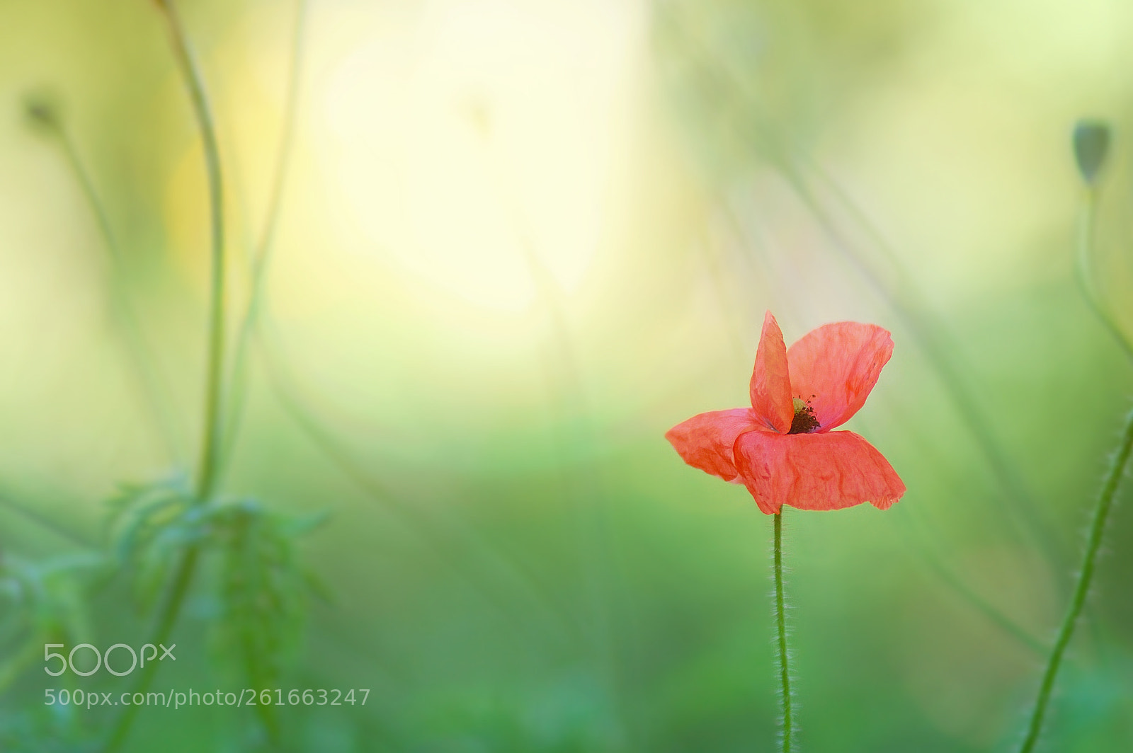 Nikon D40 sample photo. Red poppy and dim photography