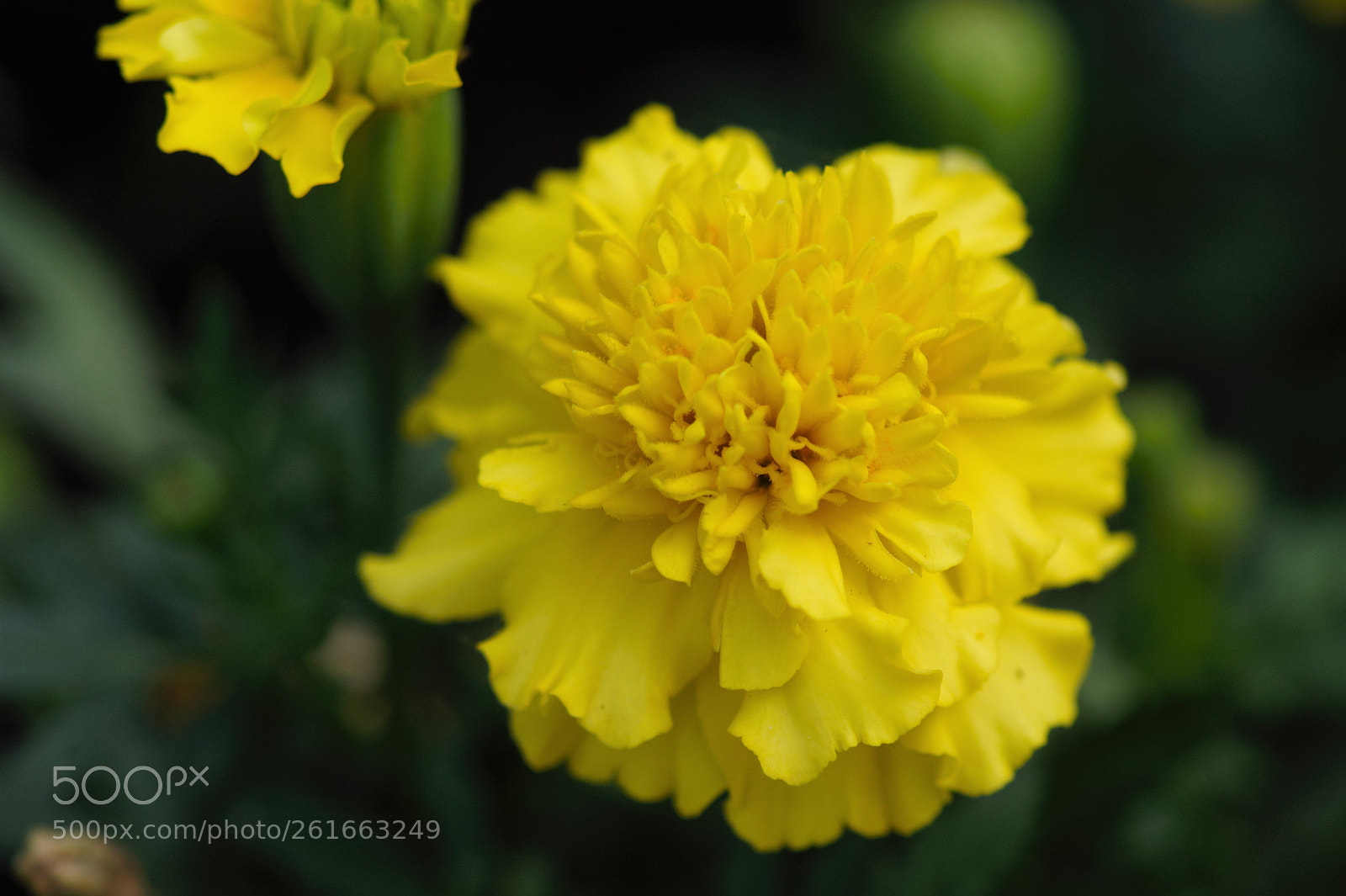 Nikon D700 sample photo. A yellow tagetes in photography