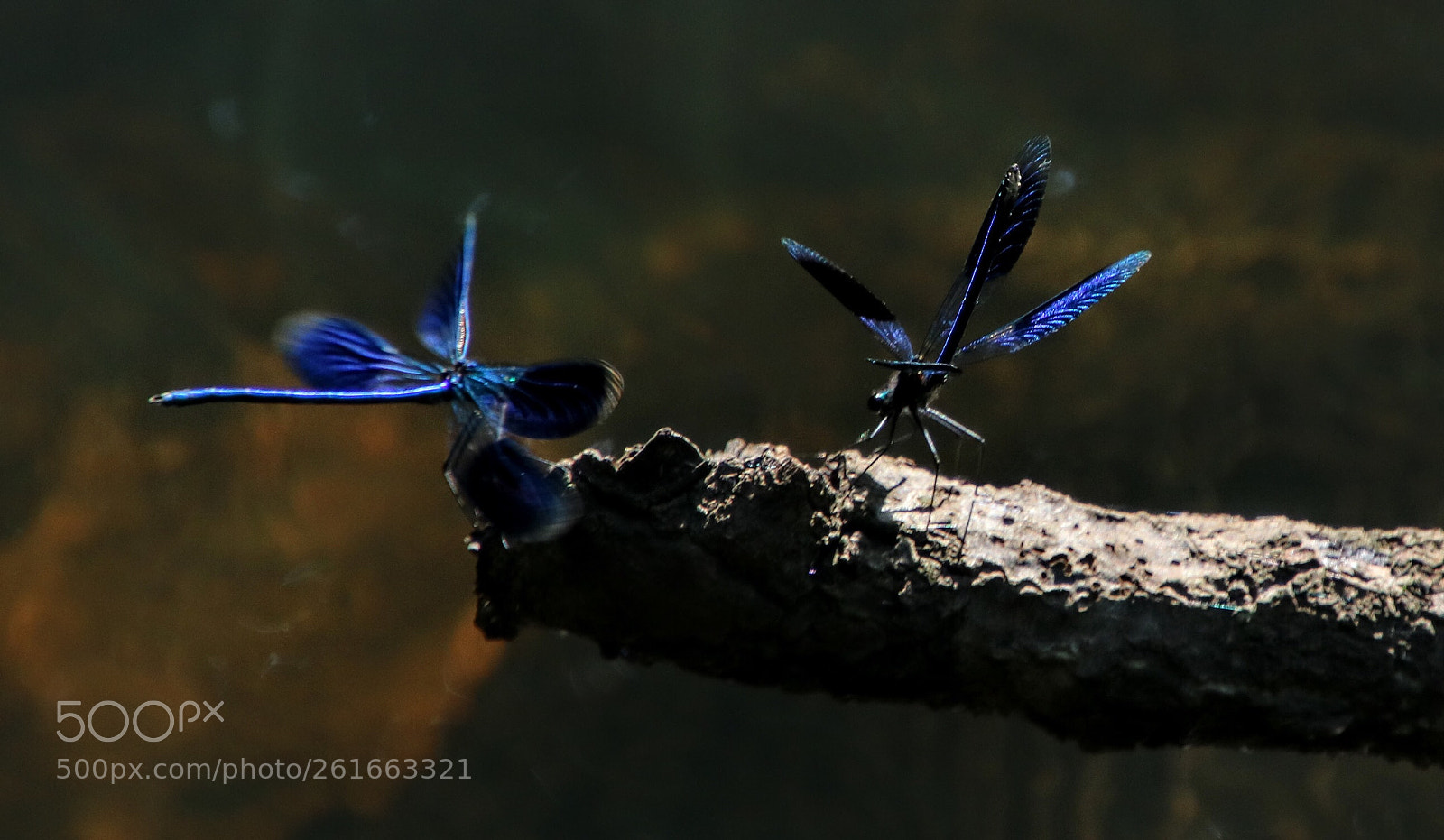 Canon EOS 760D (EOS Rebel T6s / EOS 8000D) sample photo. Brown and blue photography