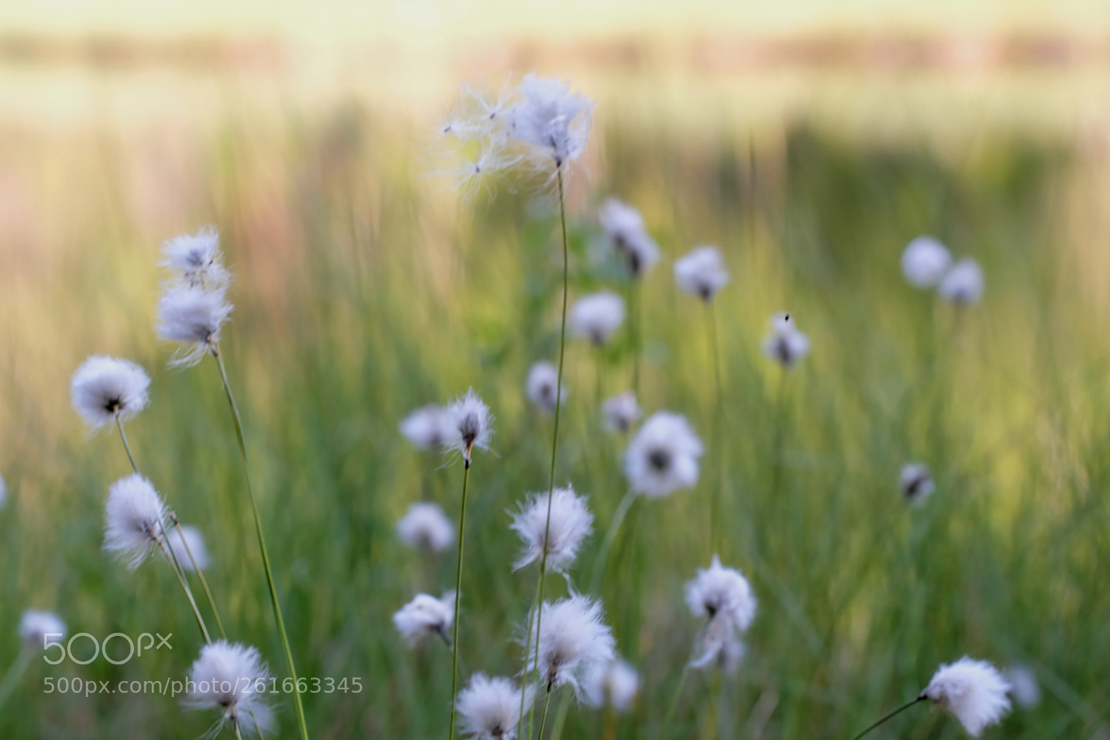 Fujifilm X-T2 sample photo. Cotton grass photography
