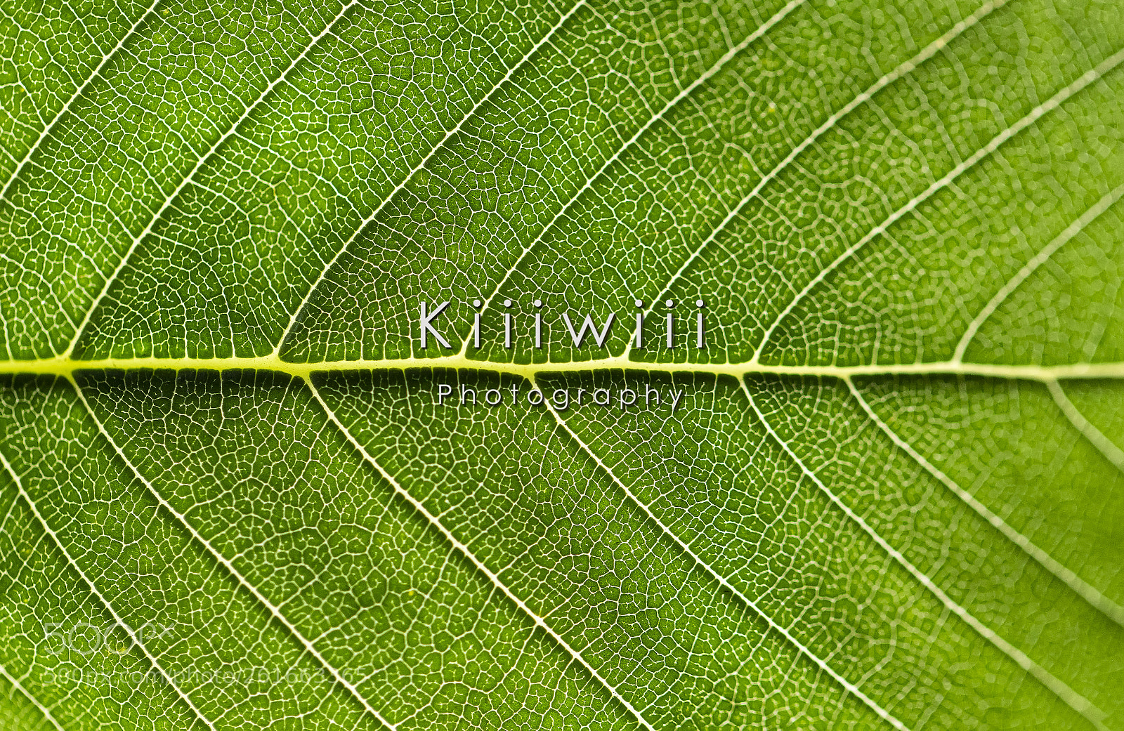 Canon EOS 7D Mark II sample photo. 23/52 macro - leaf photography