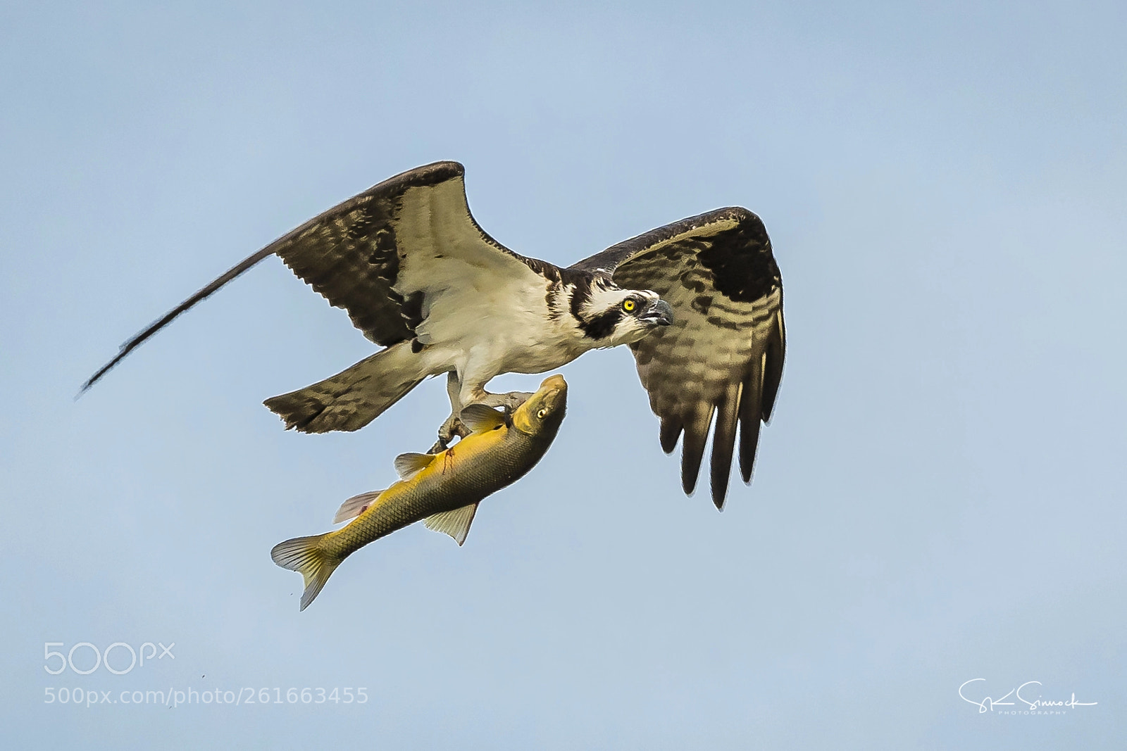 Nikon D850 sample photo. Osprey doing some heavy photography