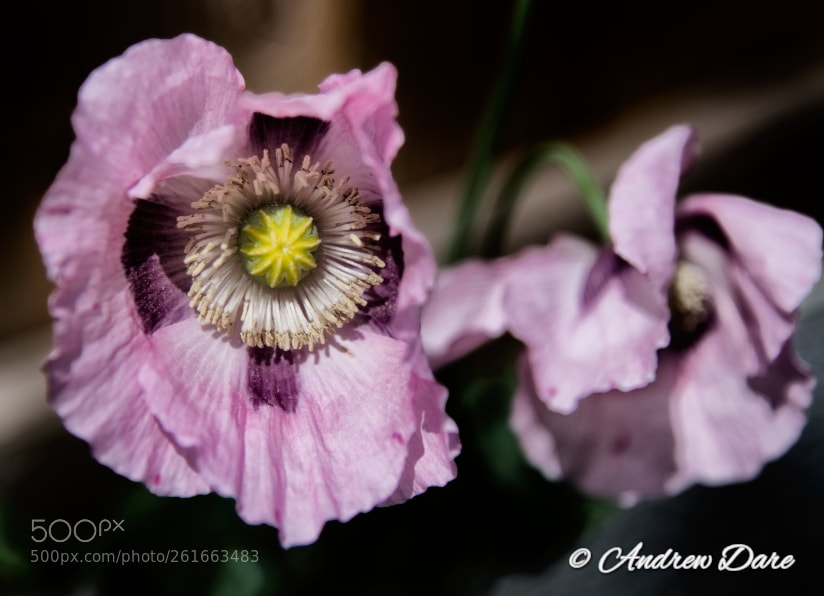 Nikon D810 sample photo. Poppies photography