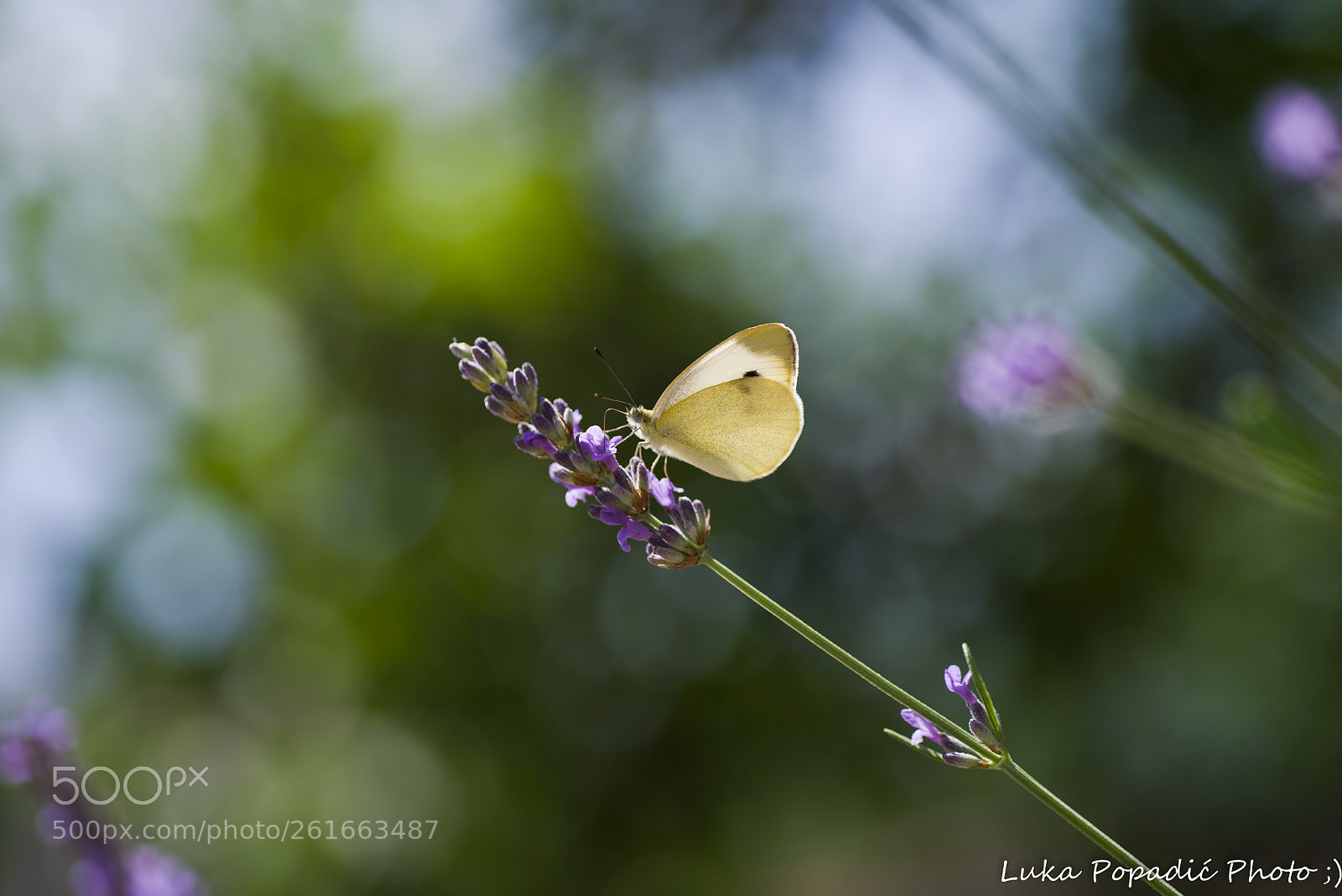 Pentax K-1 sample photo. Lavander photography