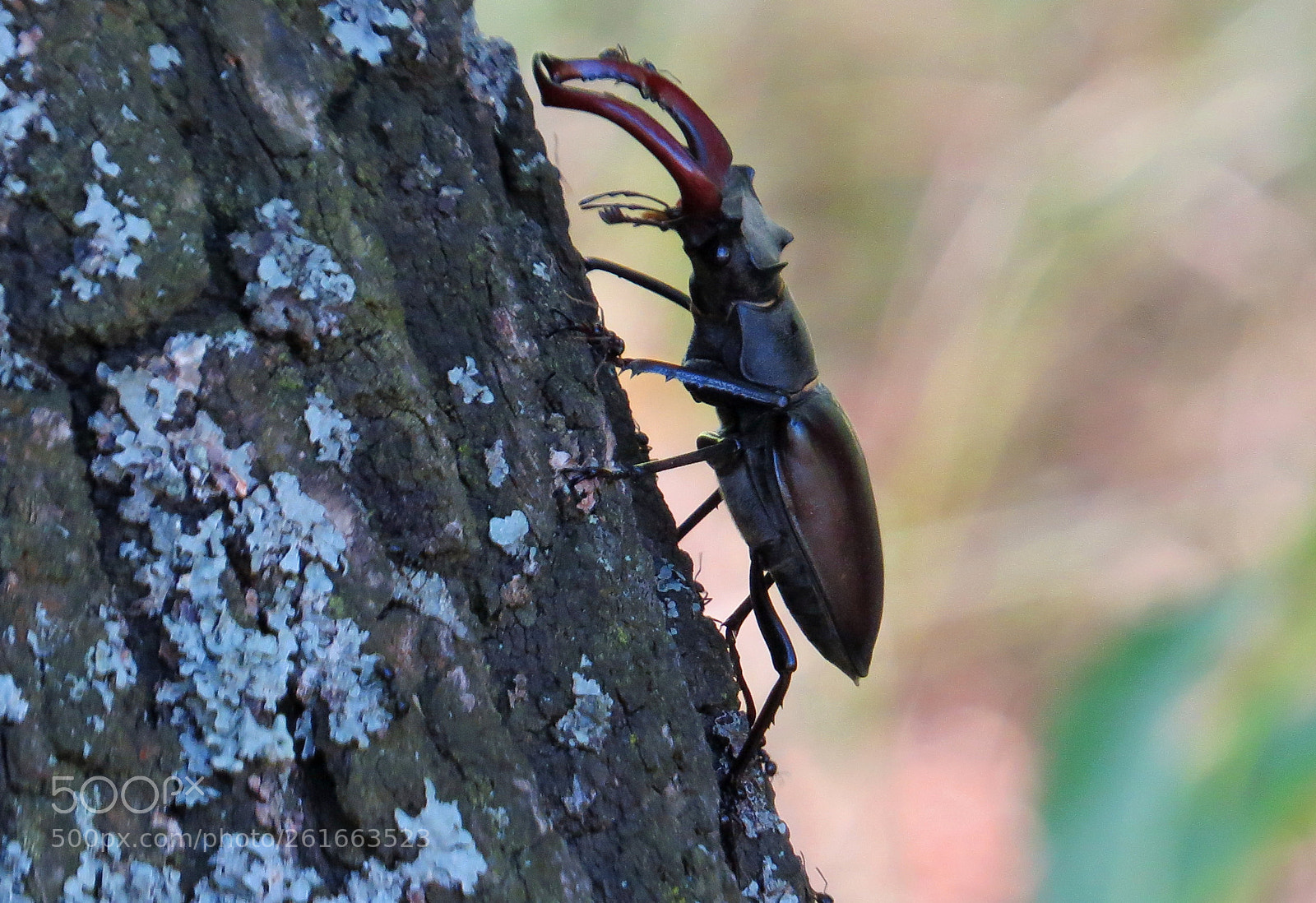 Canon PowerShot SX50 HS sample photo. Horned elegance. photography