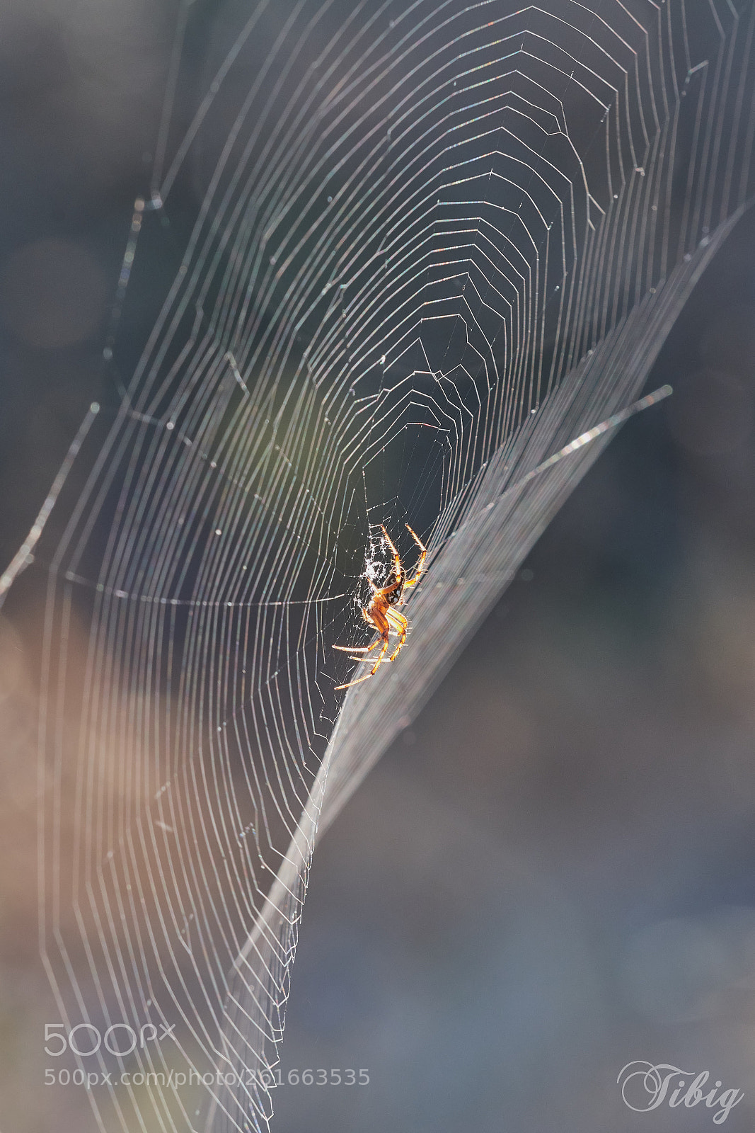 Nikon D500 sample photo. Spider's galaxy photography