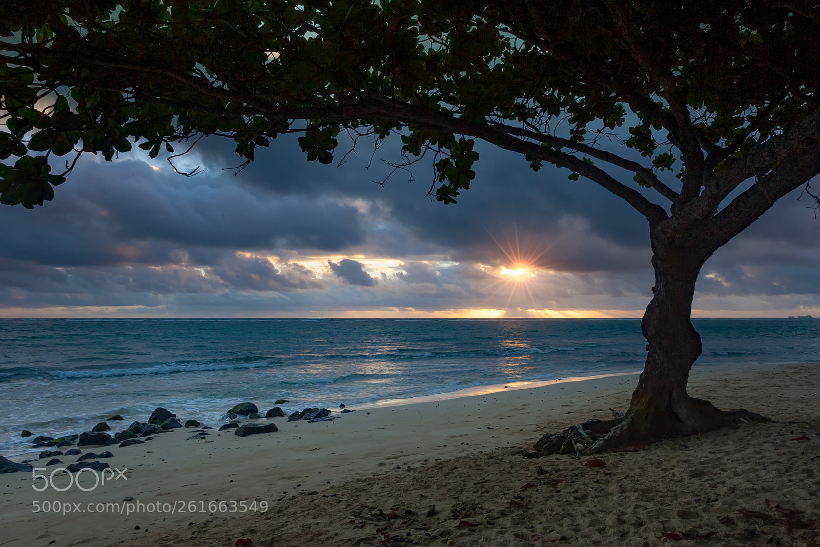 Canon EOS-1D Mark II sample photo. Under the hau tree photography