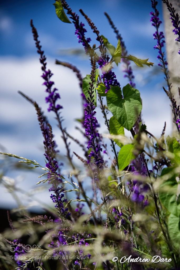 Nikon D810 sample photo. Verges photography