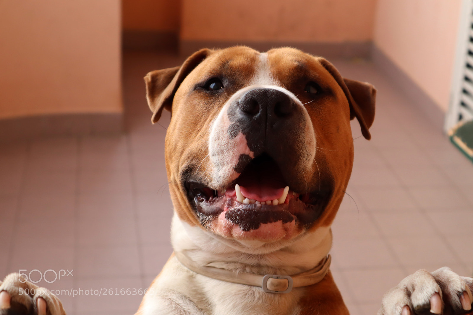 Canon EOS M50 (EOS Kiss M) sample photo. Dog photography