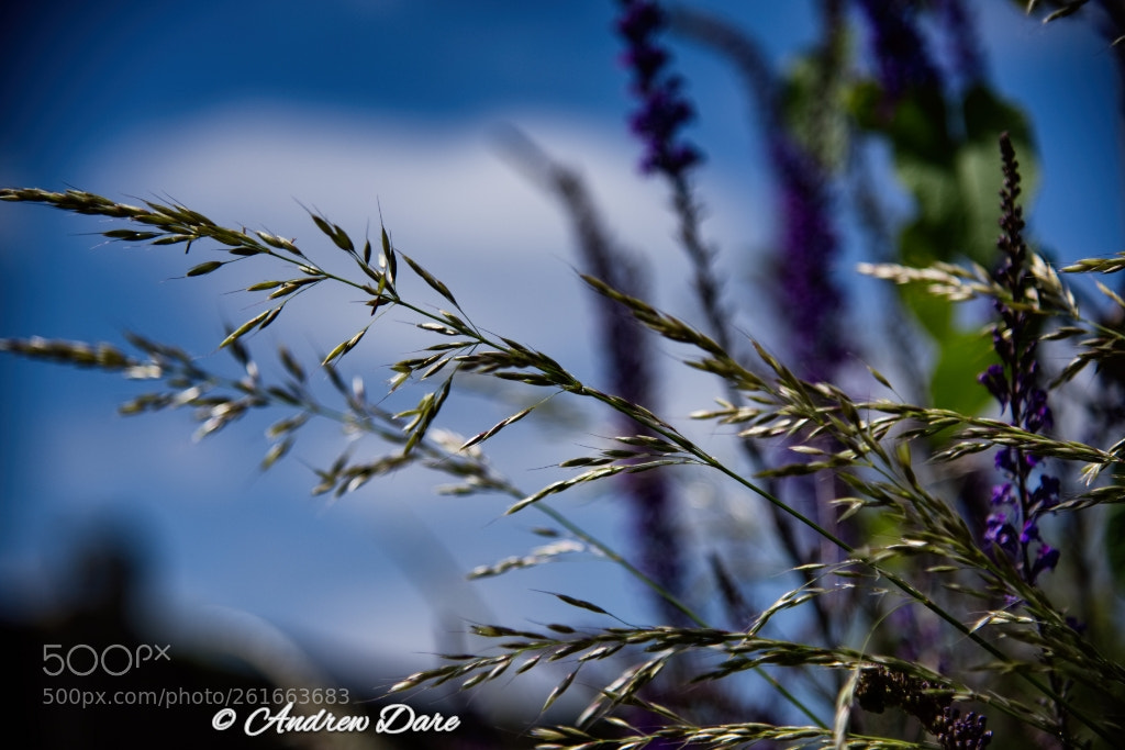 Nikon D810 sample photo. Verges ii photography