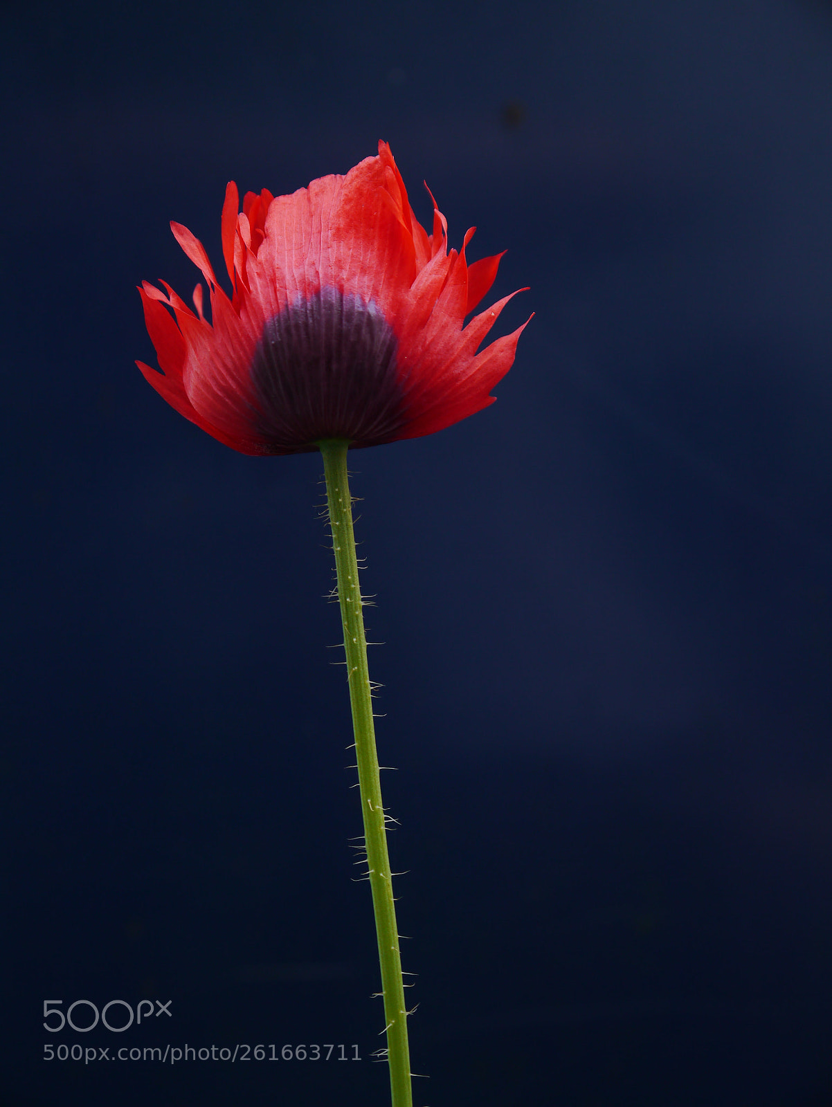 Panasonic Lumix DMC-G3 sample photo. Poppy stem photography