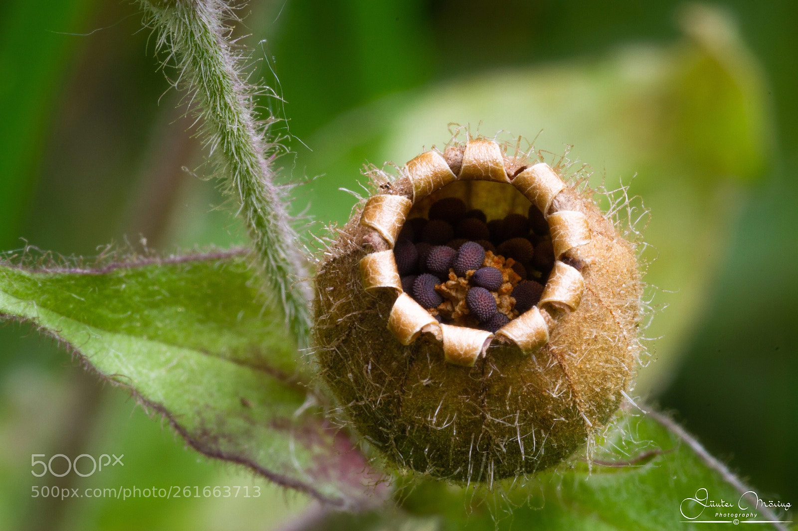 Canon EOS 7D sample photo. Lichtnelke samenkapsel photography