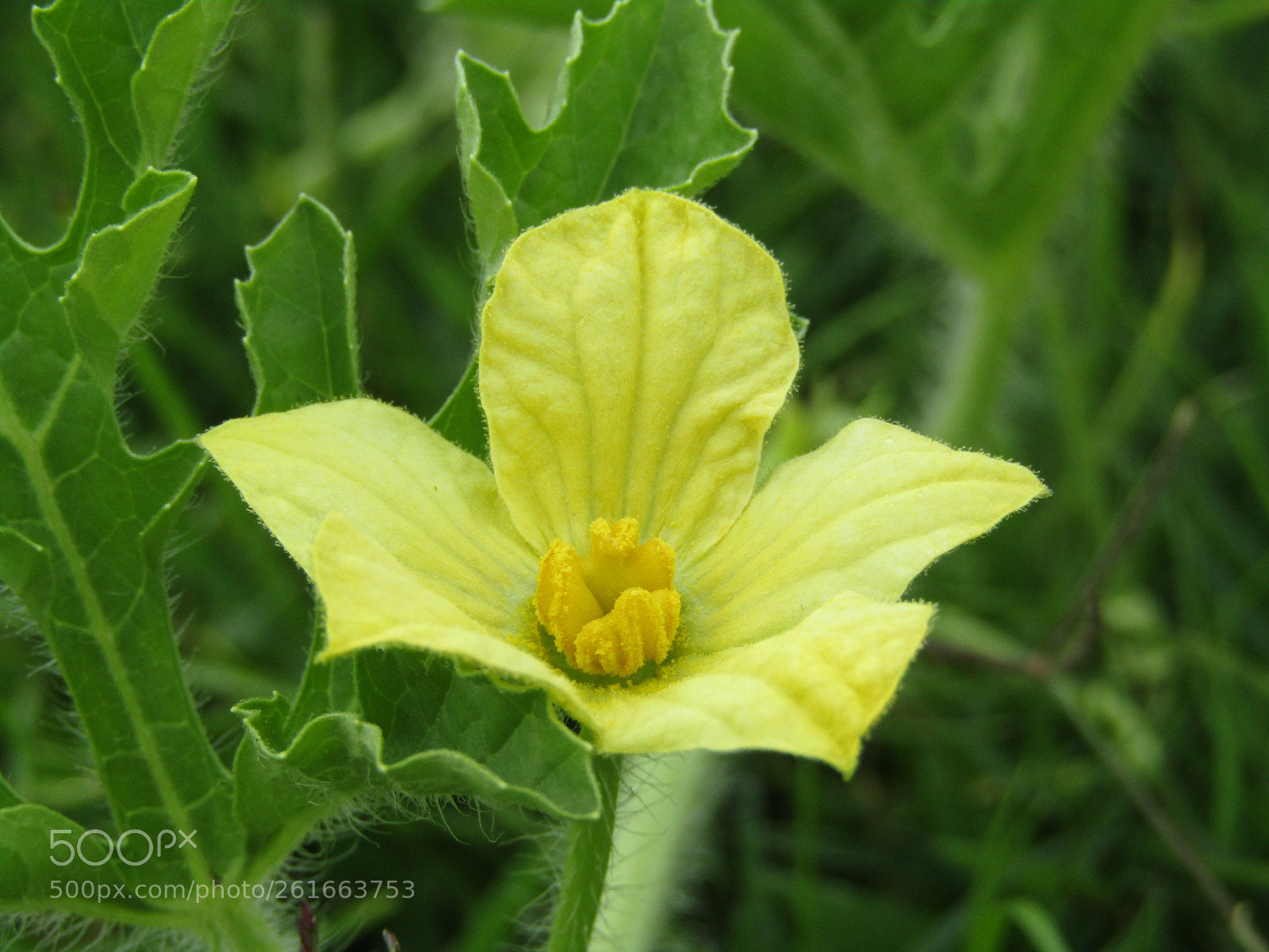 Canon POWERSHOT SX430 IS sample photo. Yellow flower photography