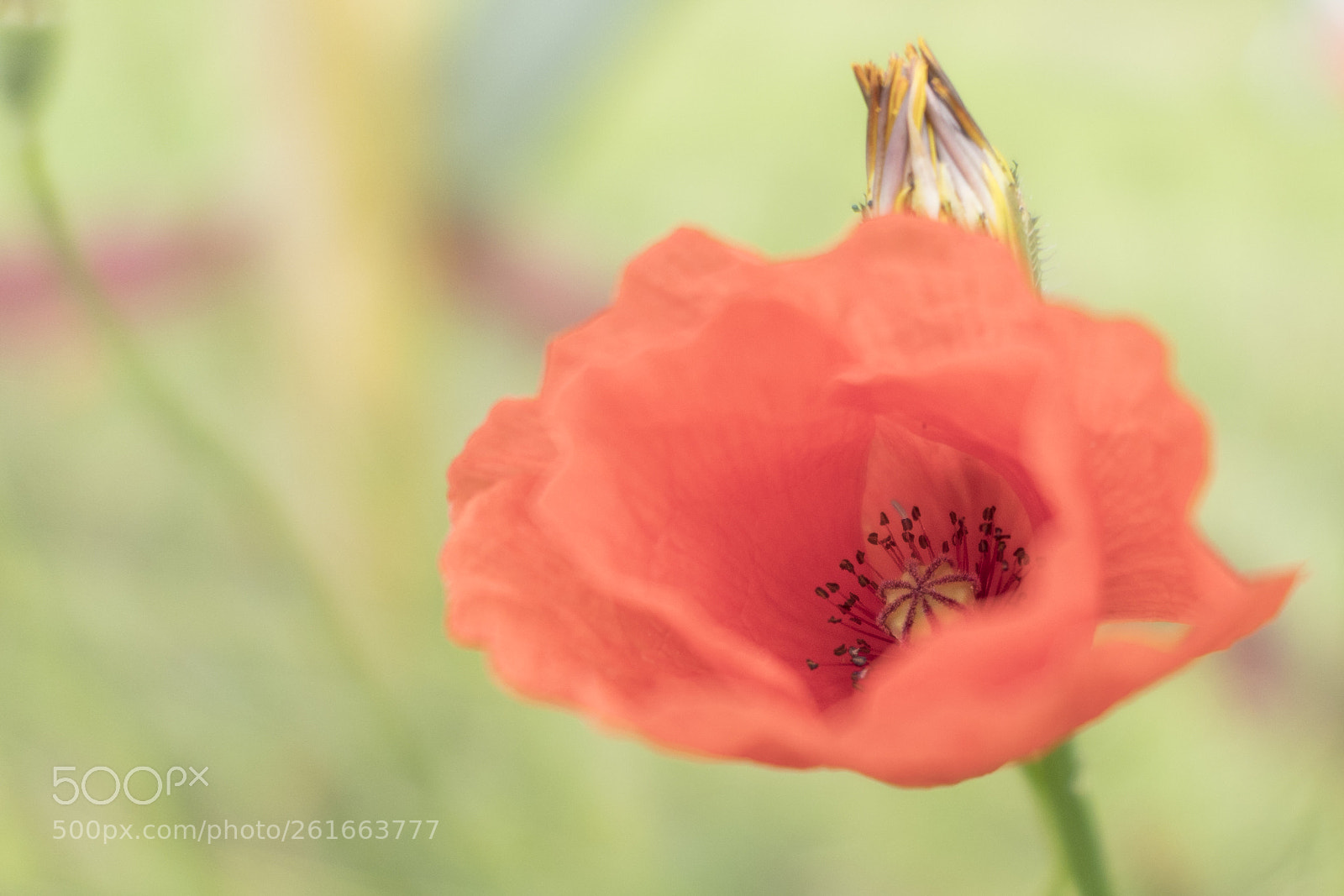 Panasonic Lumix DMC-LX10 (Lumix DMC-LX15) sample photo. Pastel poppy photography