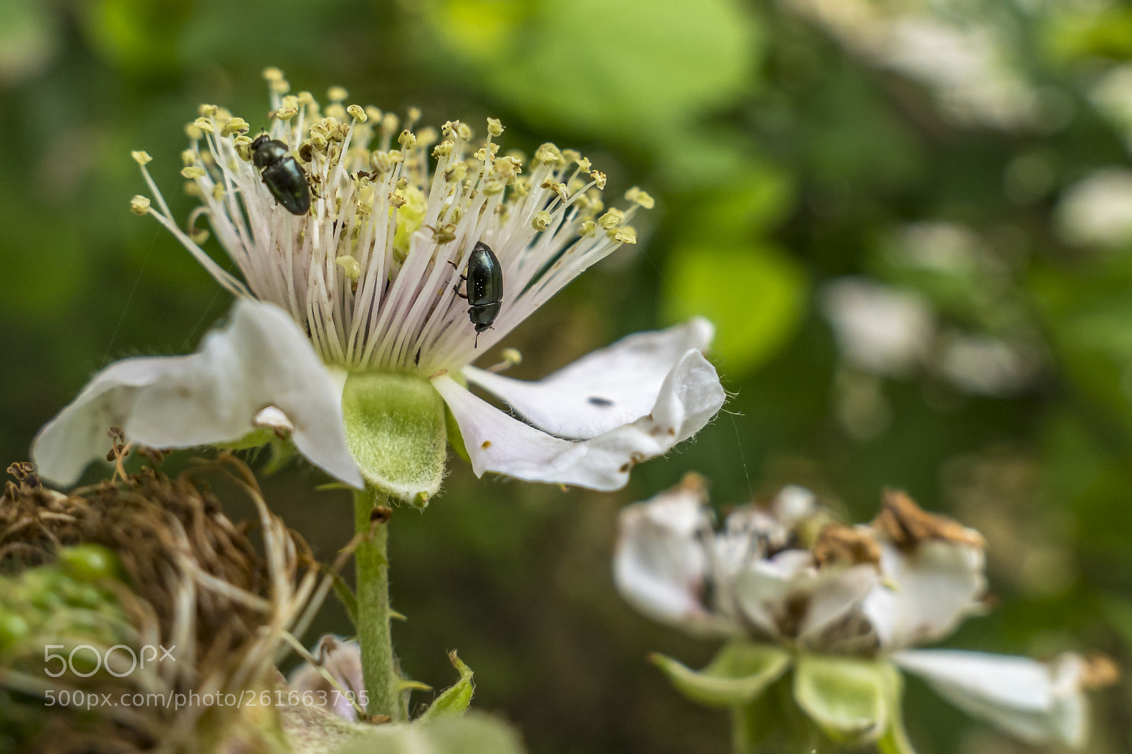 Panasonic Lumix DMC-LX10 (Lumix DMC-LX15) sample photo. Full of bugs photography