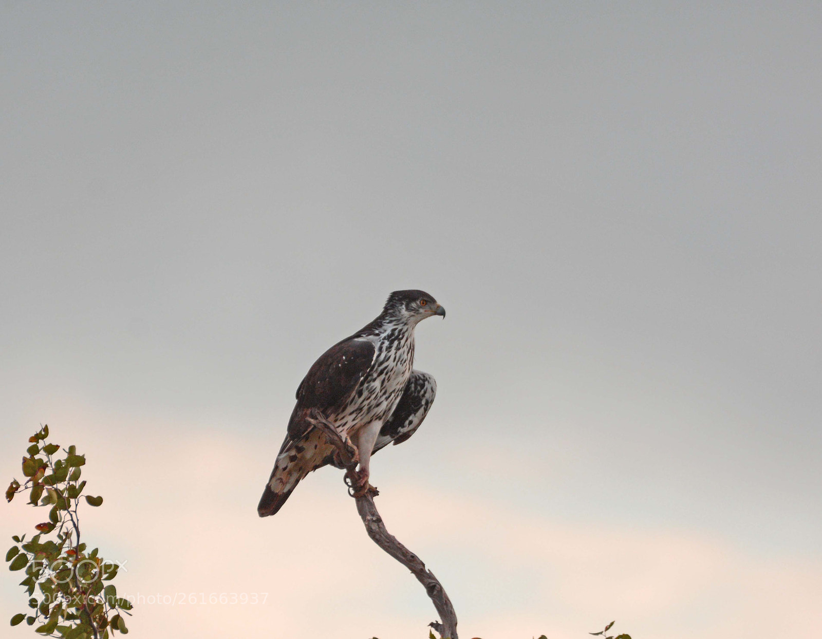 Nikon D7100 sample photo. African hawk eagle. photography