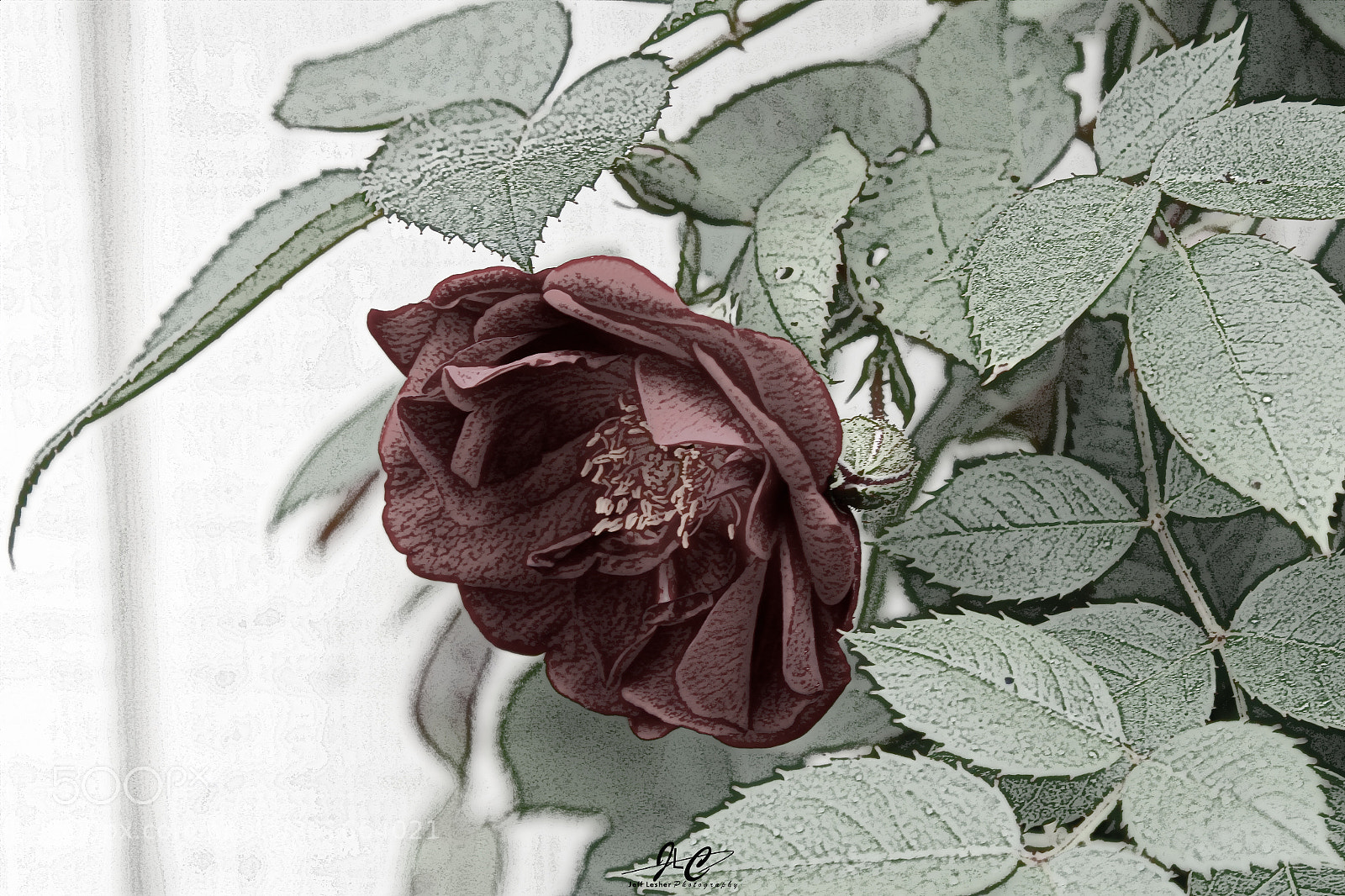 Canon EOS 1300D (EOS Rebel T6 / EOS Kiss X80) sample photo. The rose in hd photography