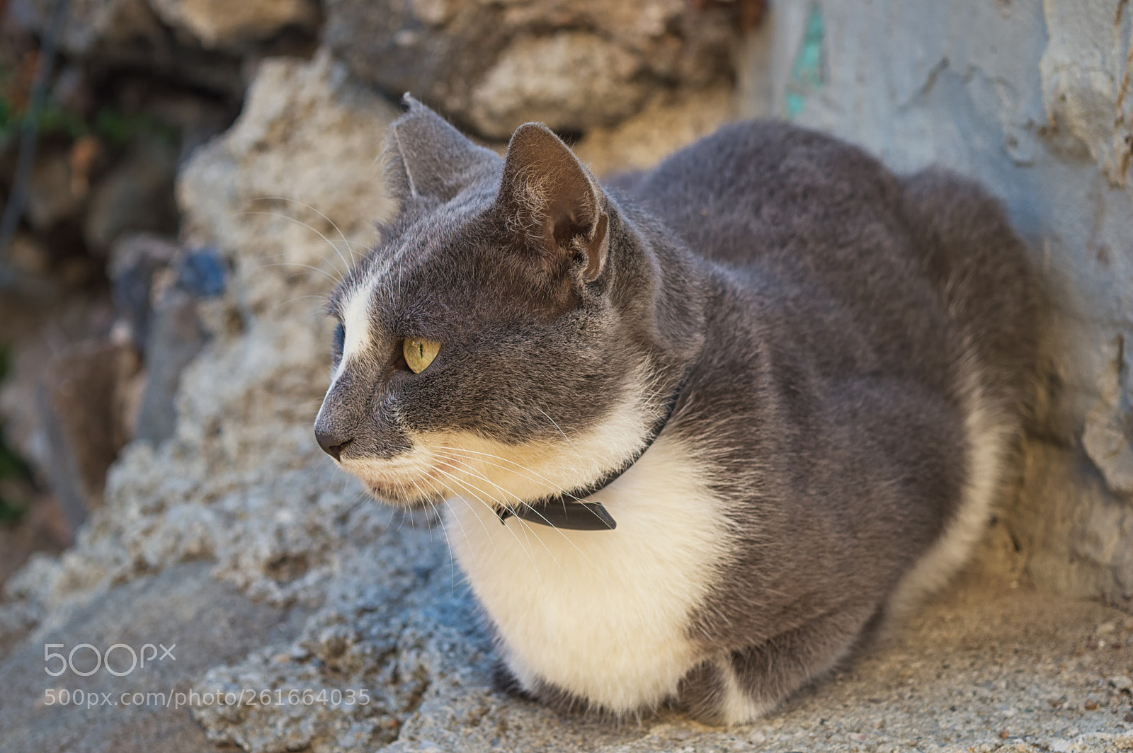 Nikon D3200 sample photo. Contemplating from the ruins photography