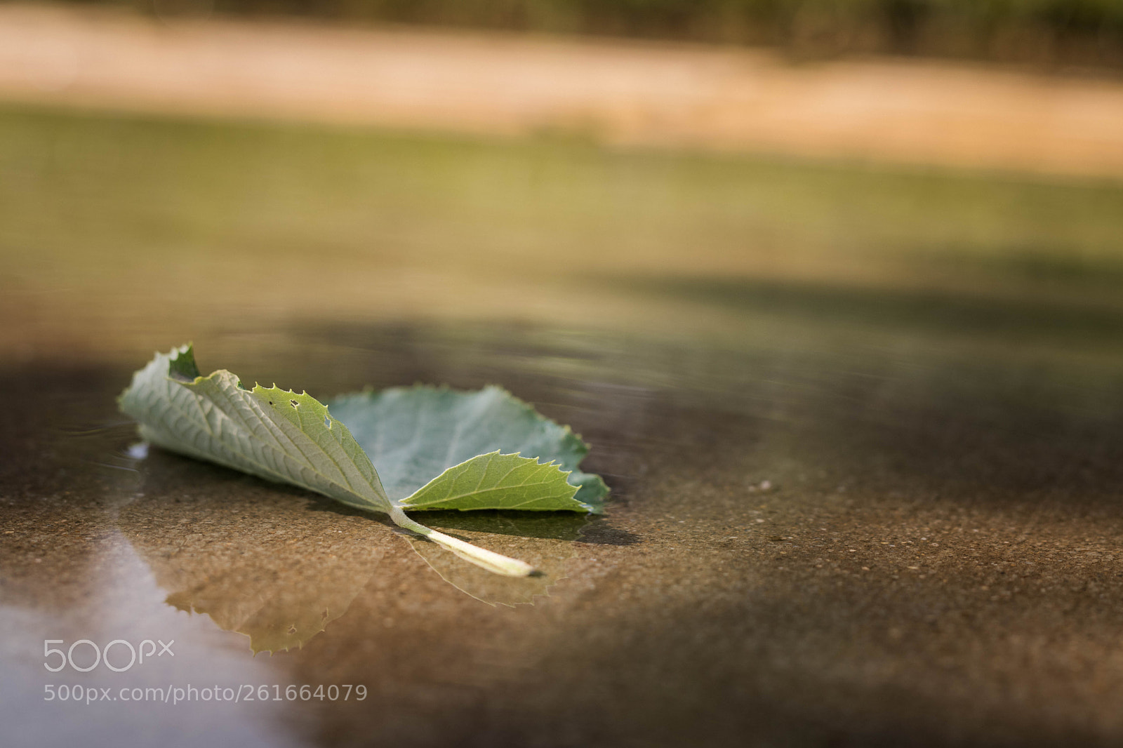 Canon EOS 77D (EOS 9000D / EOS 770D) sample photo. Hayat k r l photography