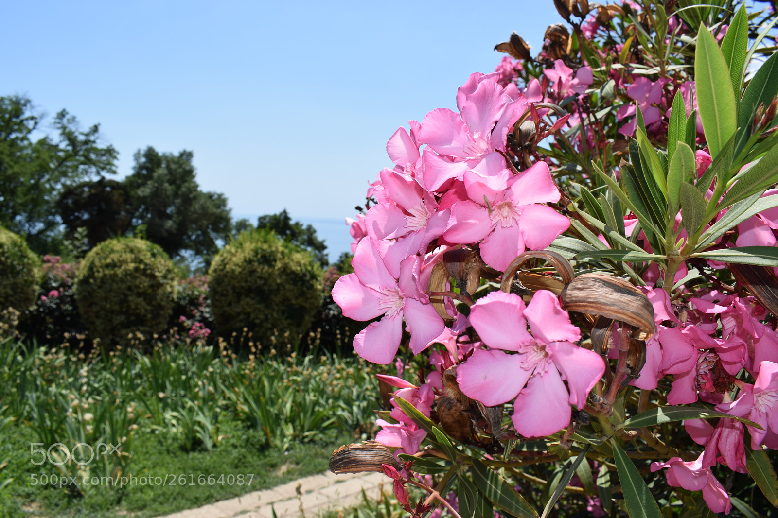 Nikon D5300 sample photo. Dsc photography