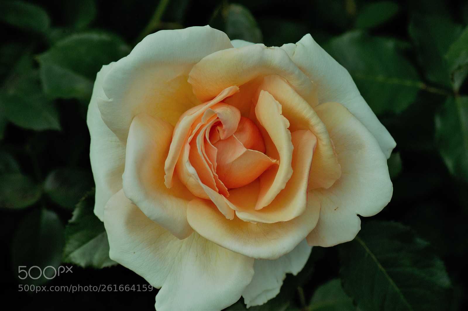 Nikon D700 sample photo. A beautiful white rose photography