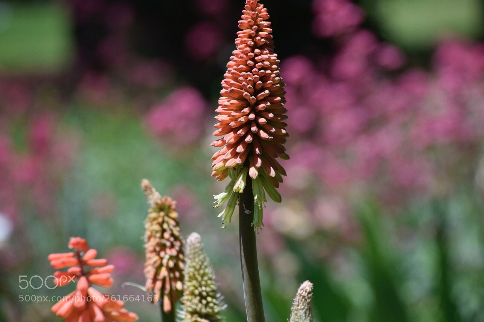 Nikon D5300 sample photo. Red hot poker flower photography