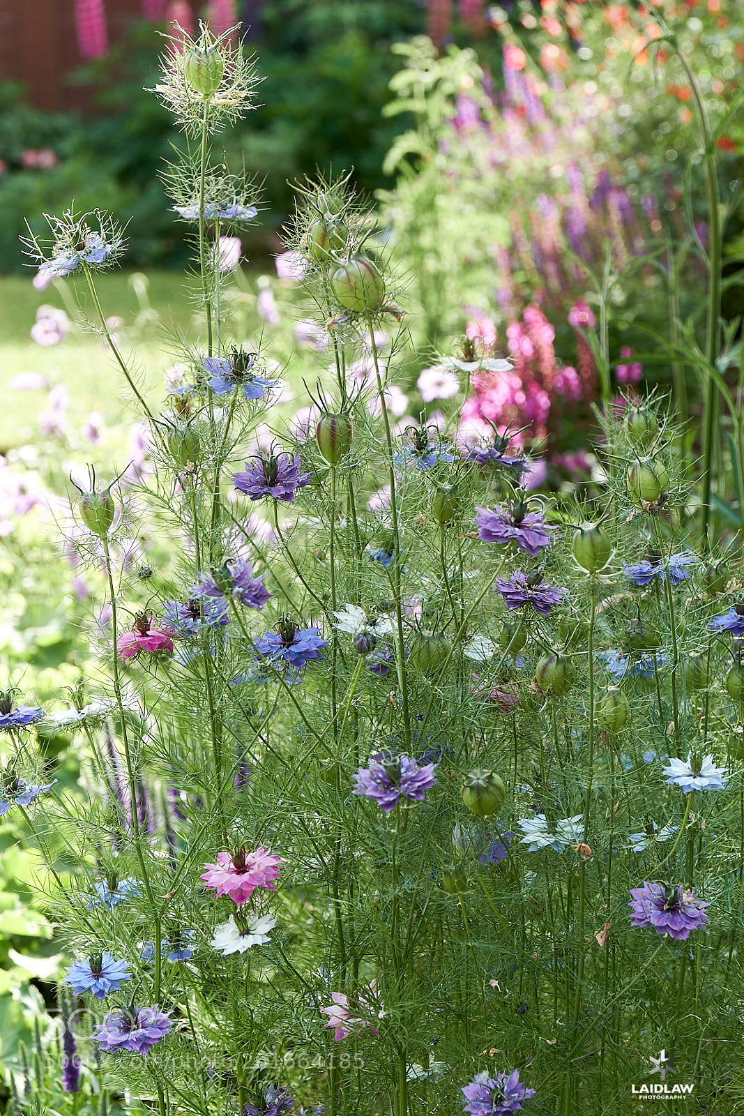 Fujifilm X-T2 sample photo. Nigella photography