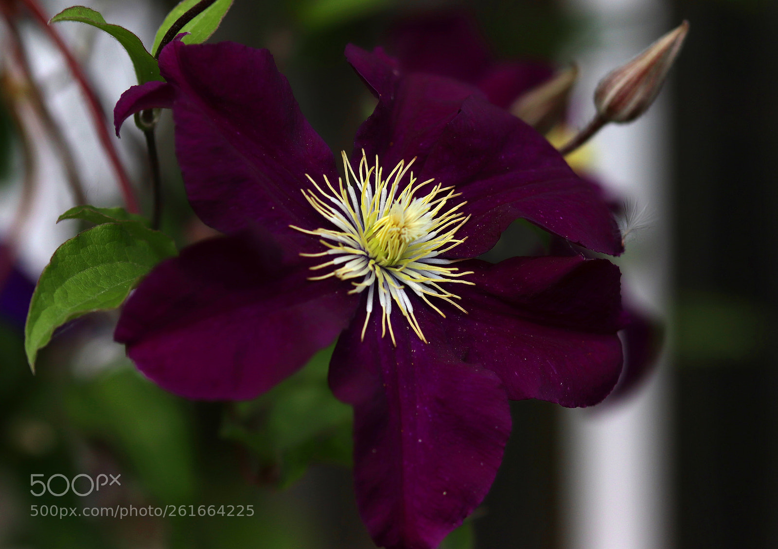Canon EOS 77D (EOS 9000D / EOS 770D) sample photo. Waldrebe photography