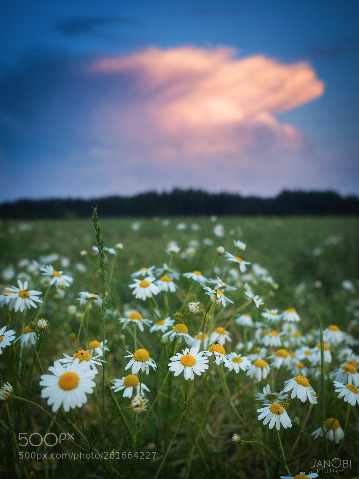 Olympus OM-D E-M5 II sample photo. ~ before the storm ~ photography