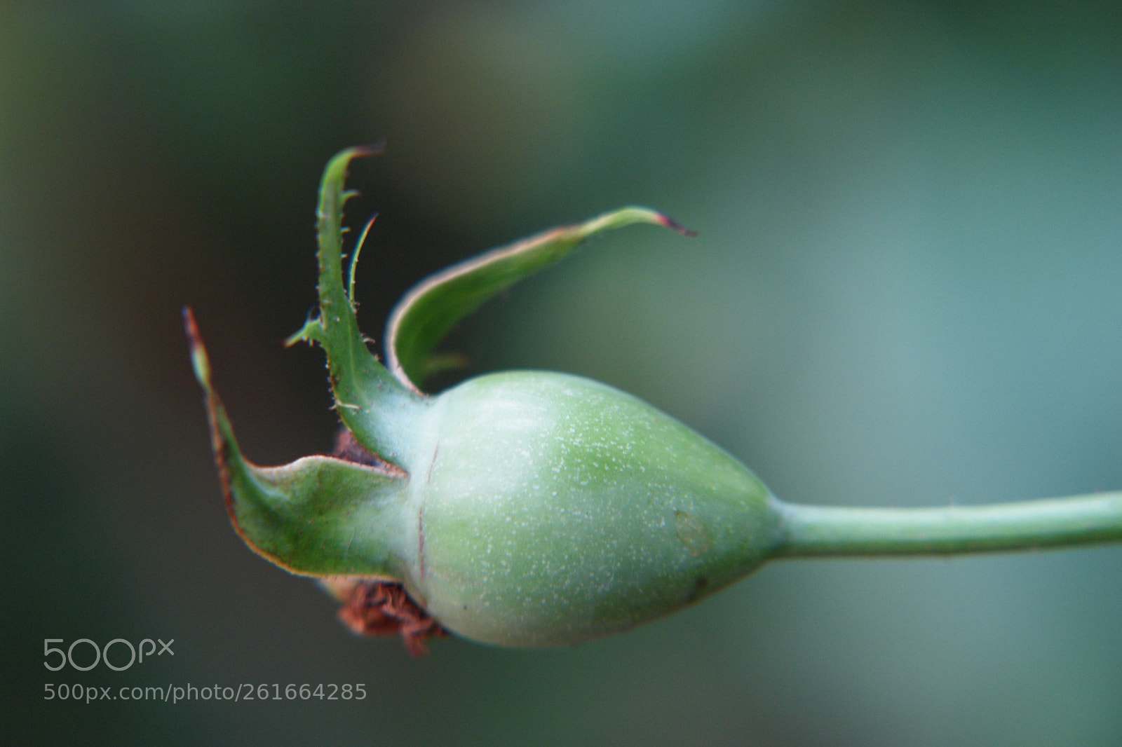 Sony DSC-R1 sample photo. Untitled photography