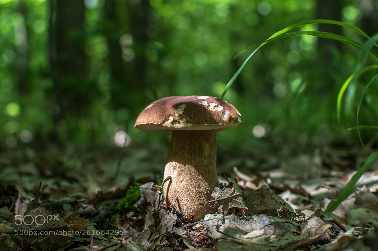 Nikon D5500 sample photo. Mushroom photography