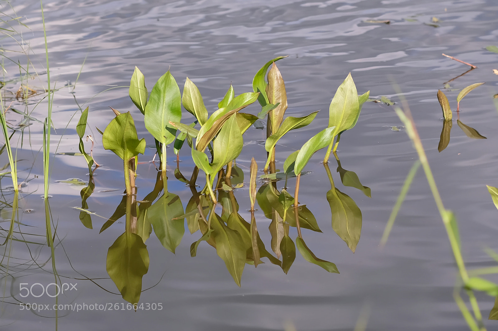 Fujifilm X-T2 sample photo. Water plants photography