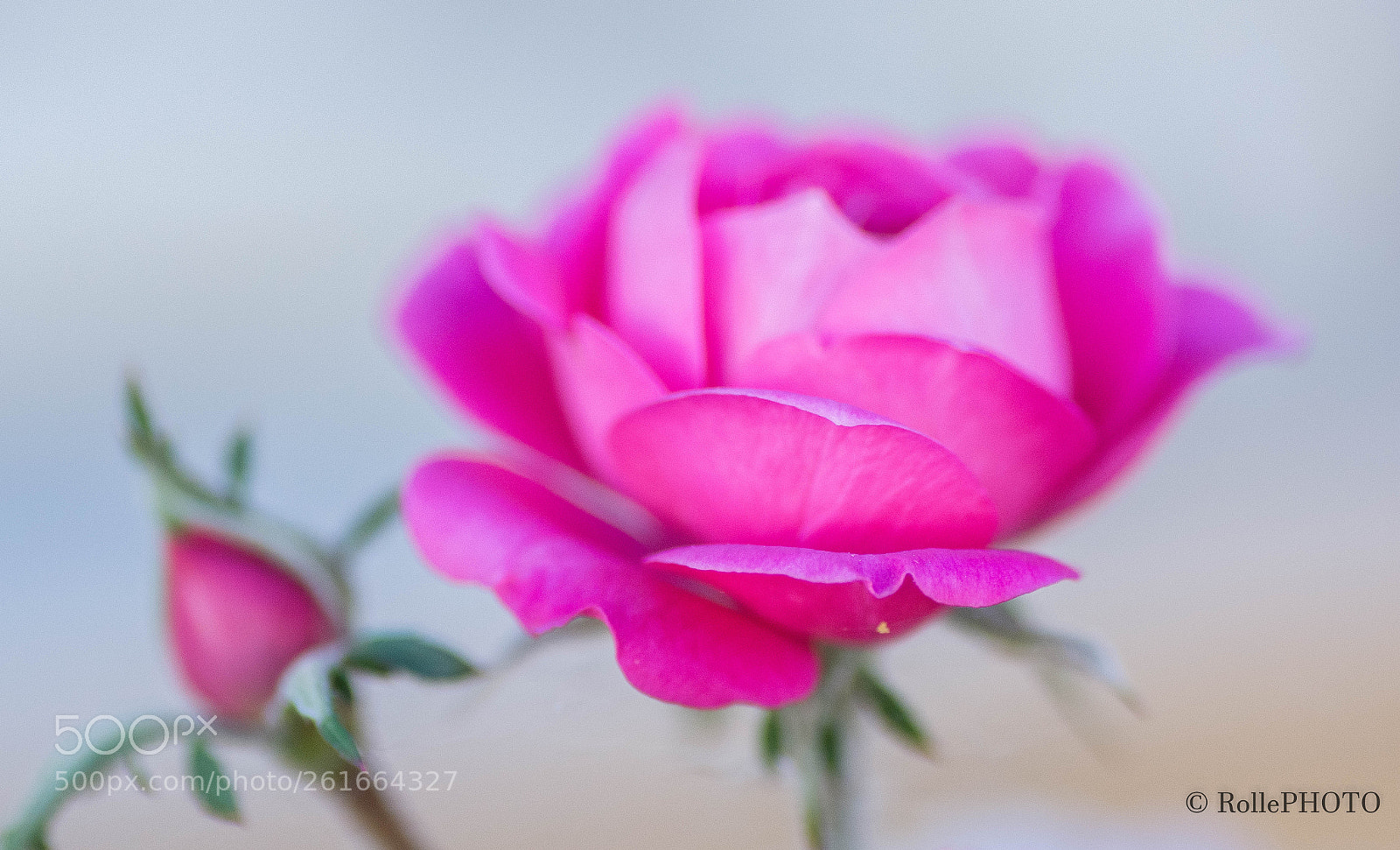Nikon D7200 sample photo. The rose and the photography
