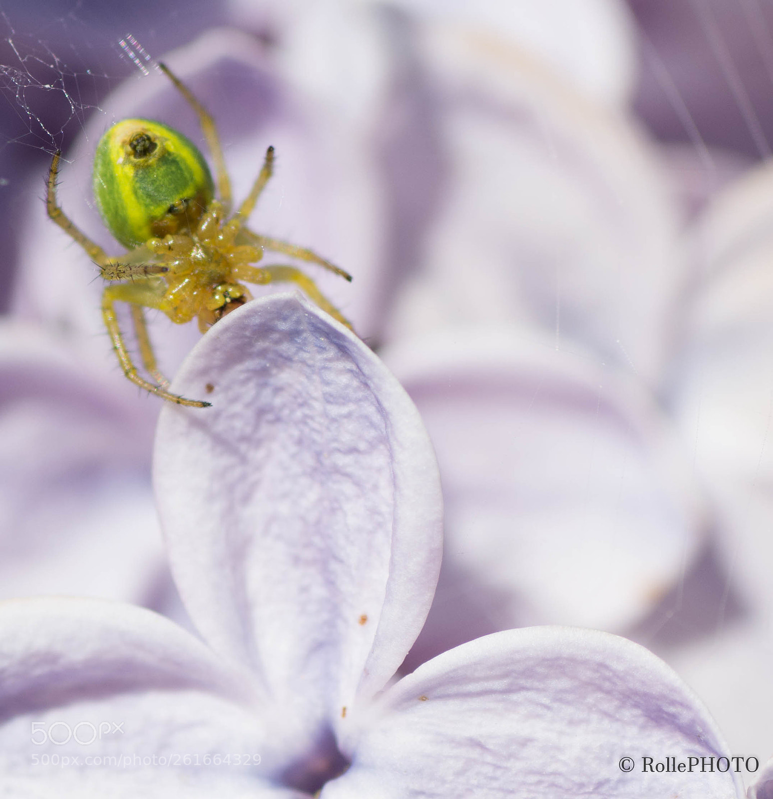 Nikon D7200 sample photo. Green spider in the photography