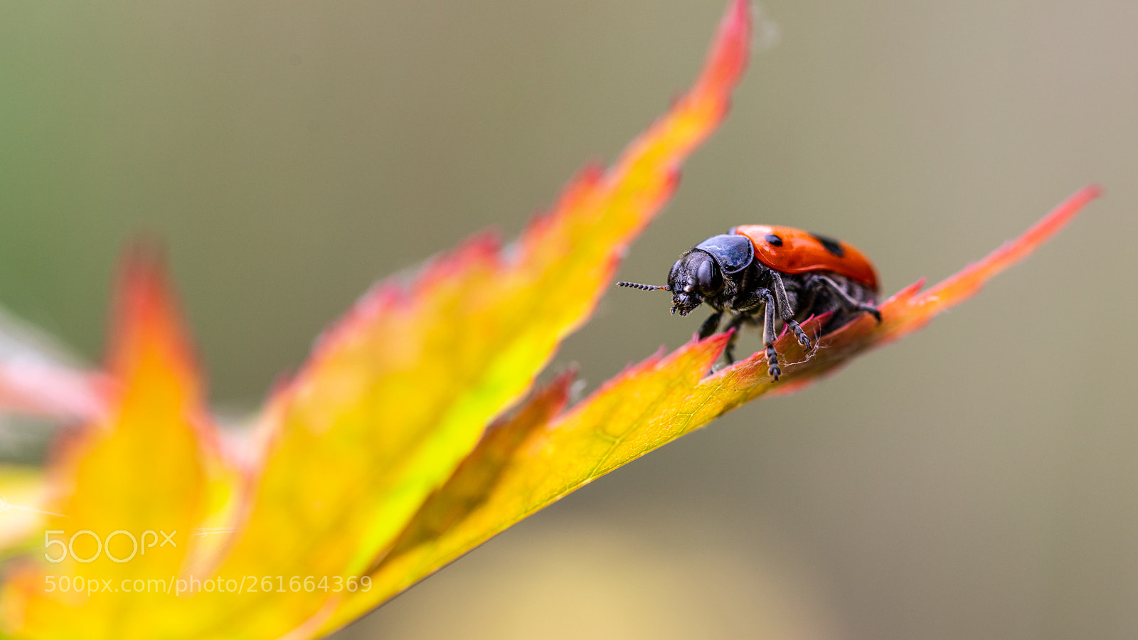 Canon EOS 5D Mark IV sample photo. Macro photography