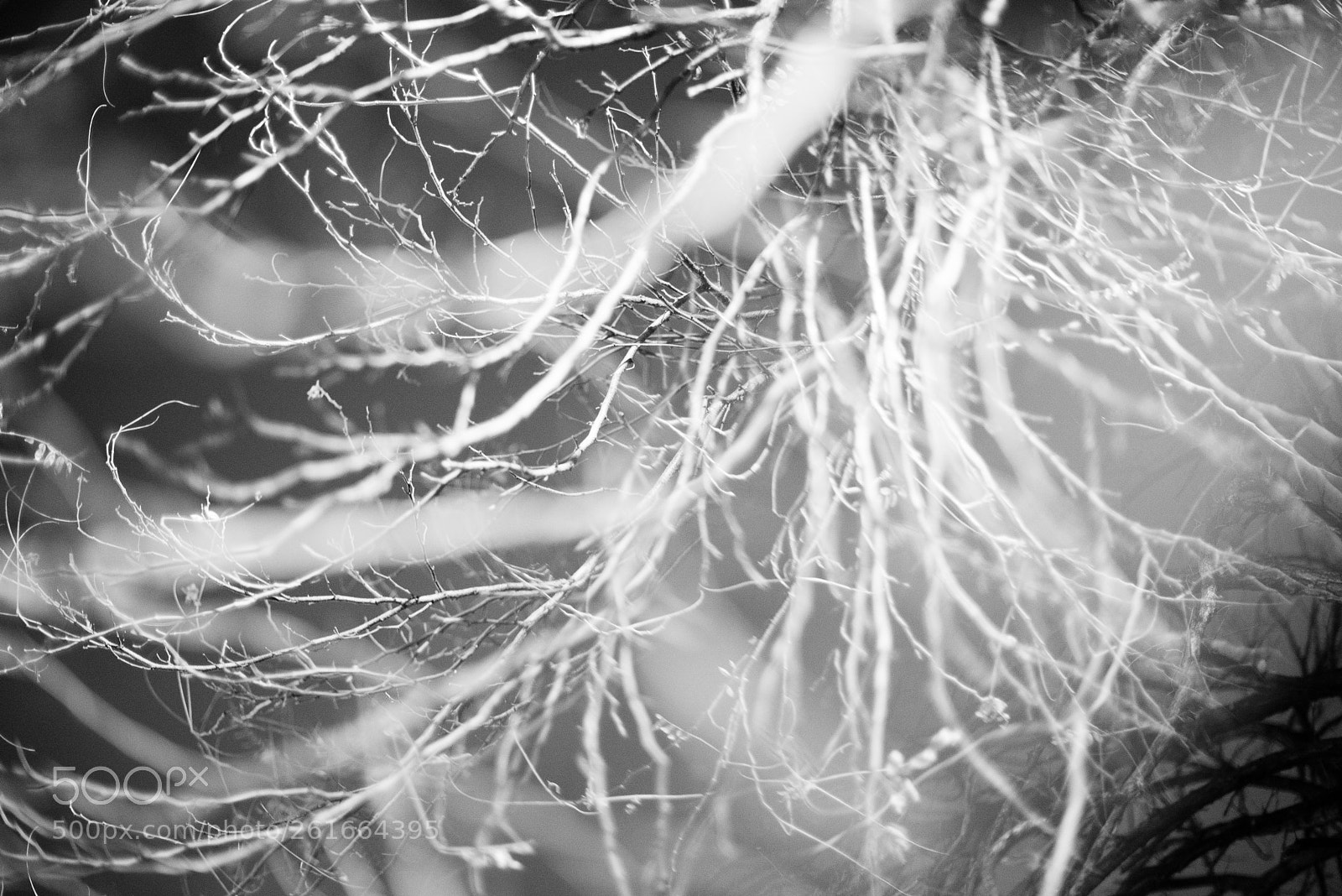 Nikon D600 sample photo. Untitled het c-c project photography