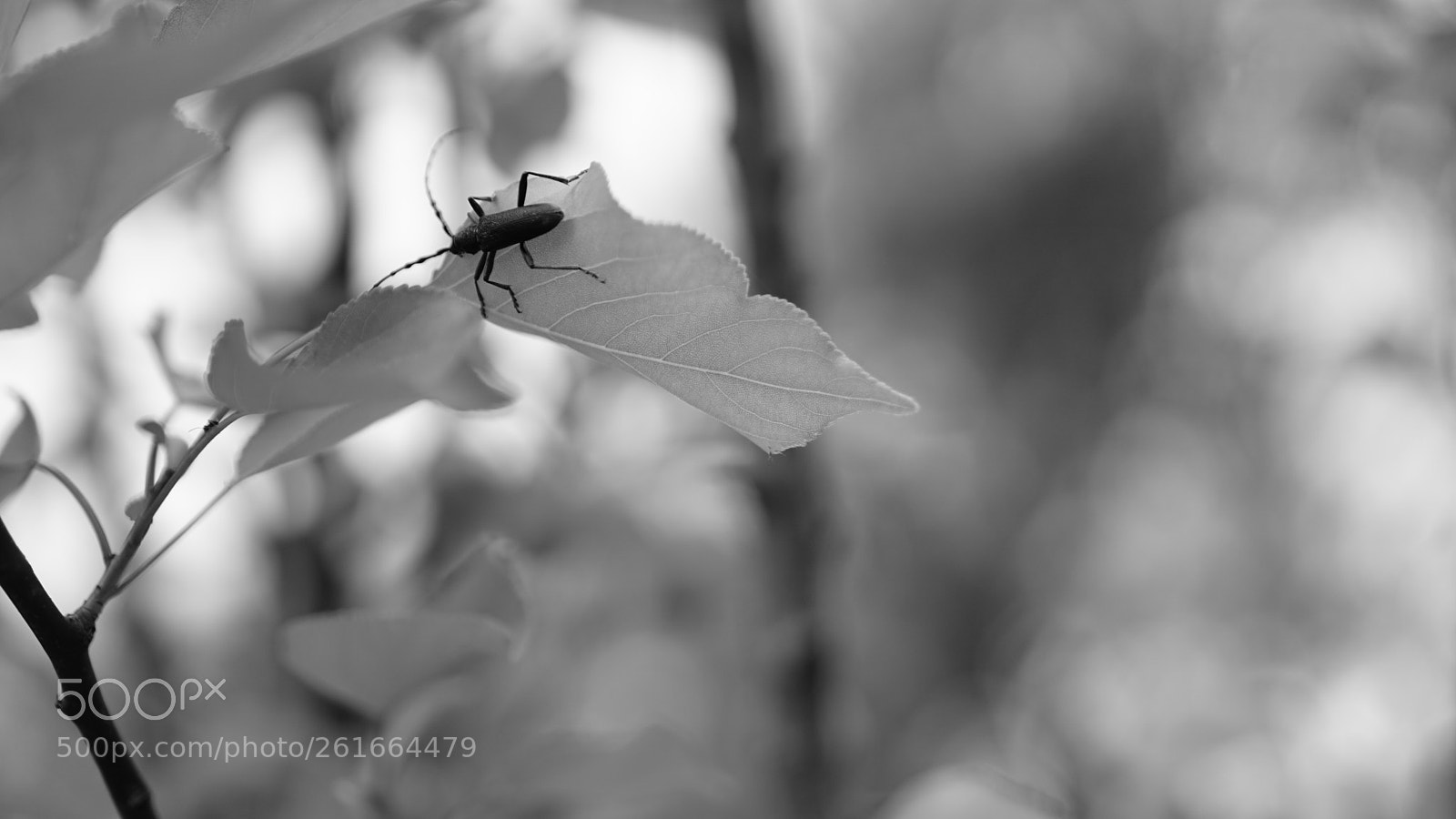 Sony E 35mm F1.8 OSS sample photo. Solitary bug photography