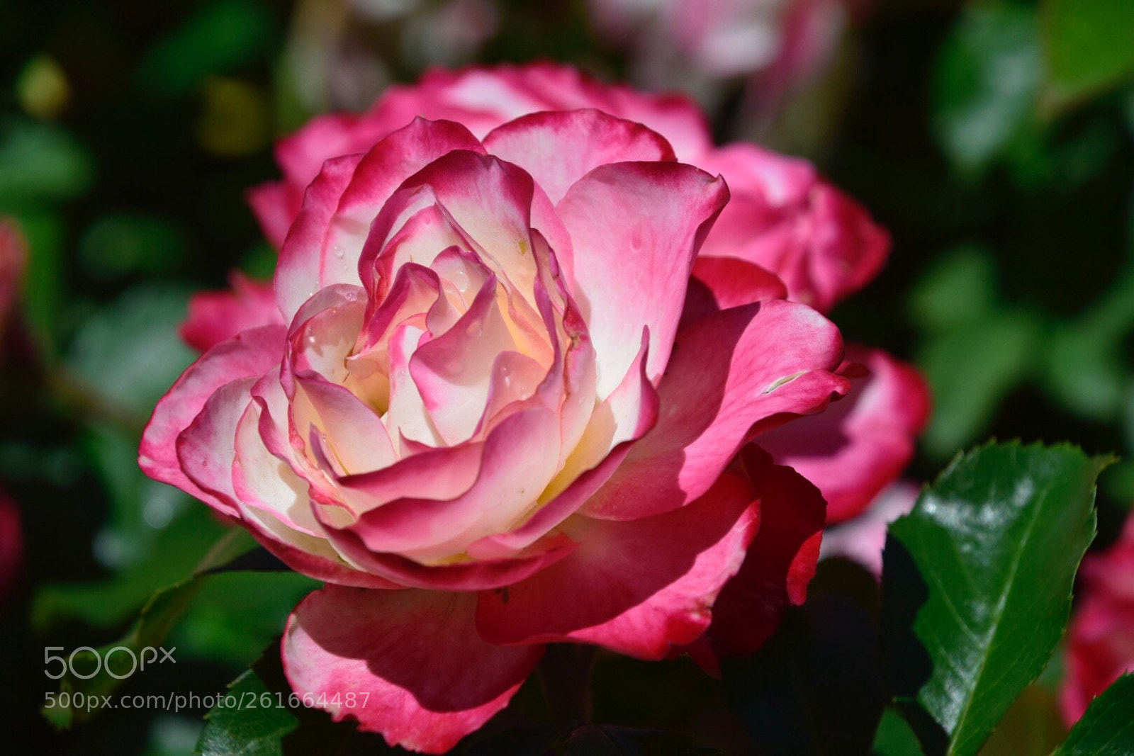 Nikon D5300 sample photo. Beautiful rose photography