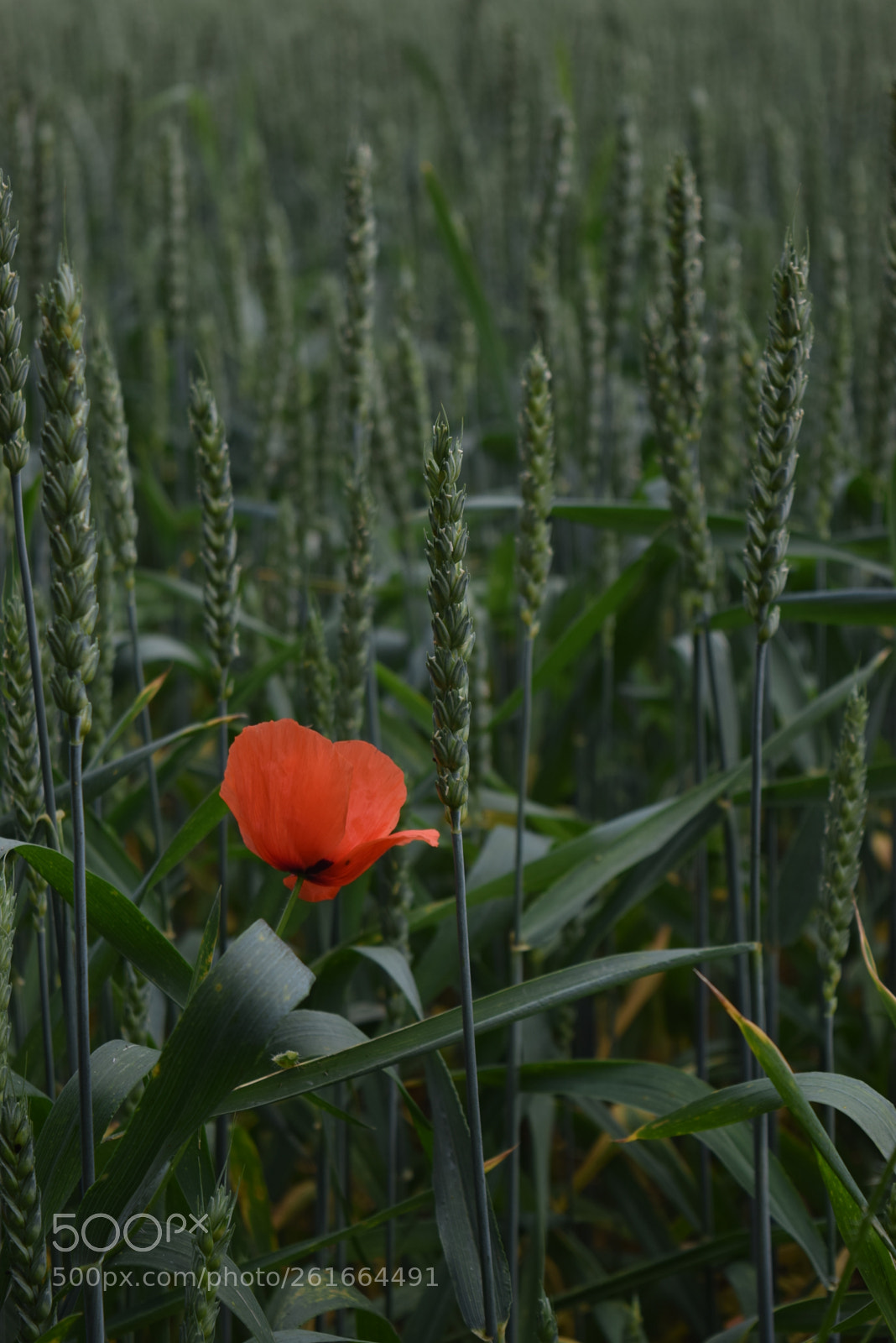 Nikon D3300 sample photo. Sundays photography