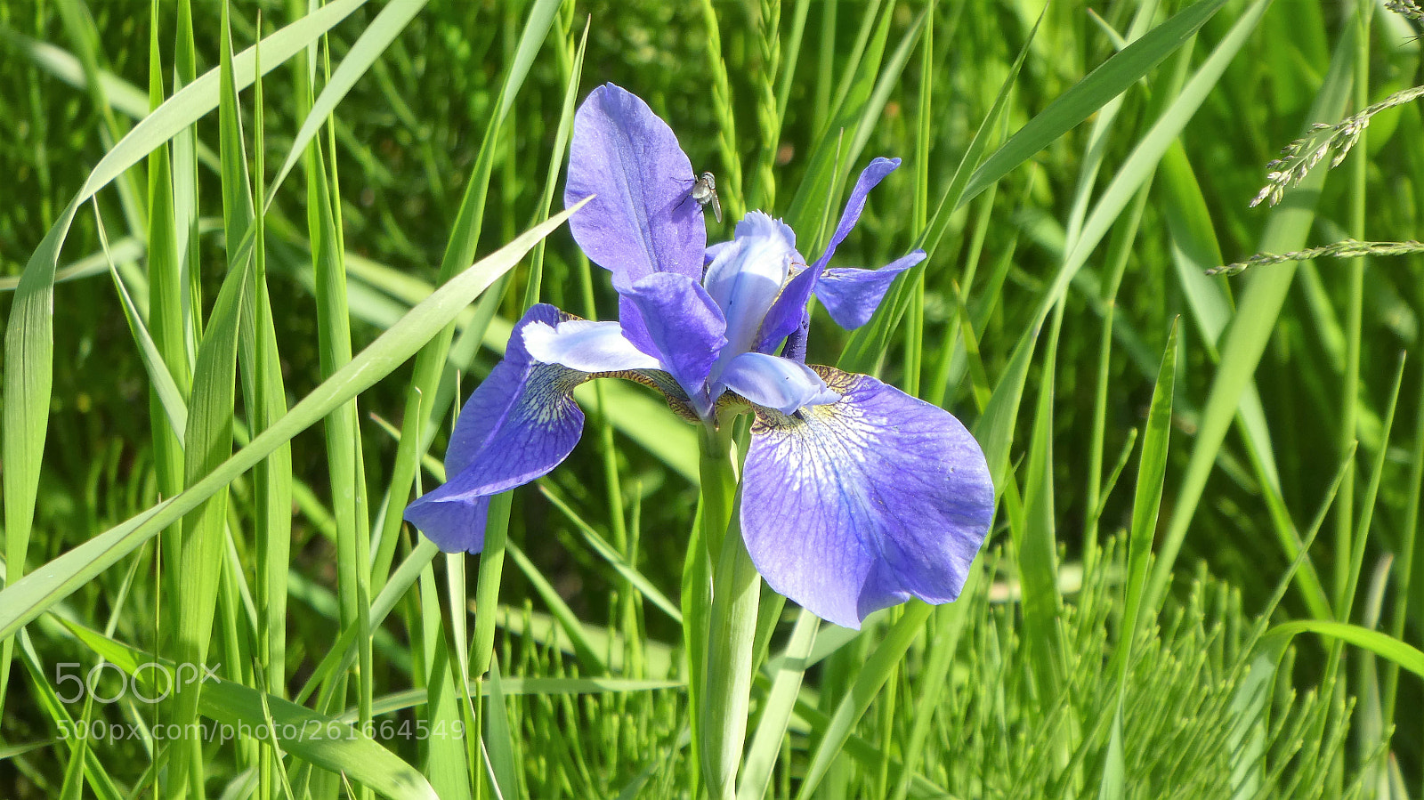 Panasonic Lumix DMC-ZS60 (Lumix DMC-TZ80) sample photo. Fleur des champs photography