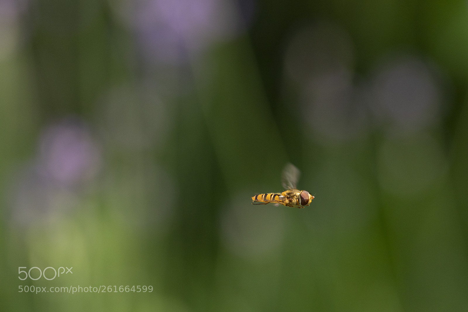 Canon EOS 6D Mark II sample photo. Fly by photography